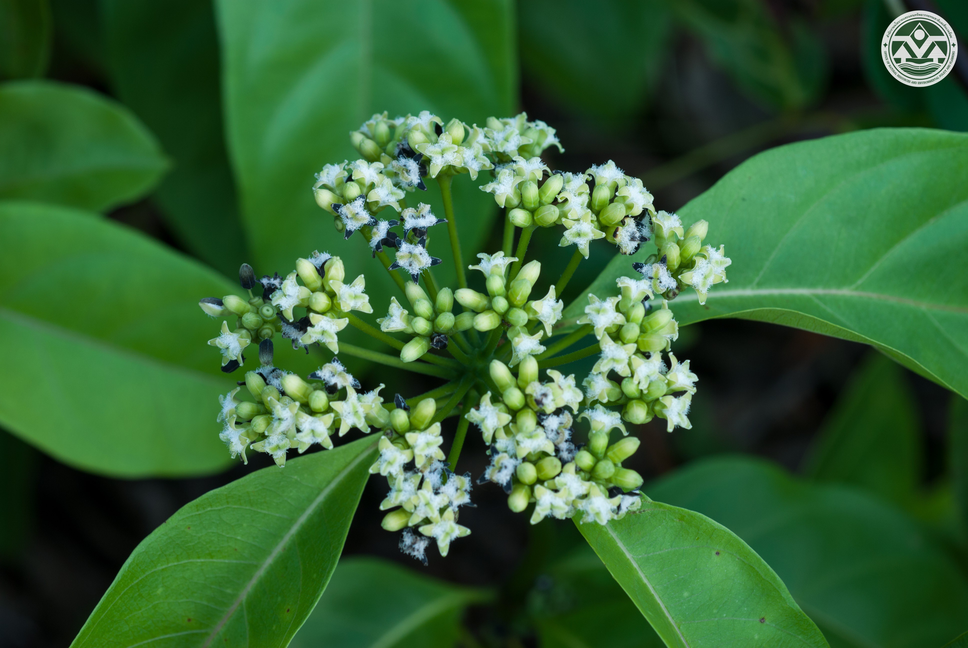 Morinda umbellata