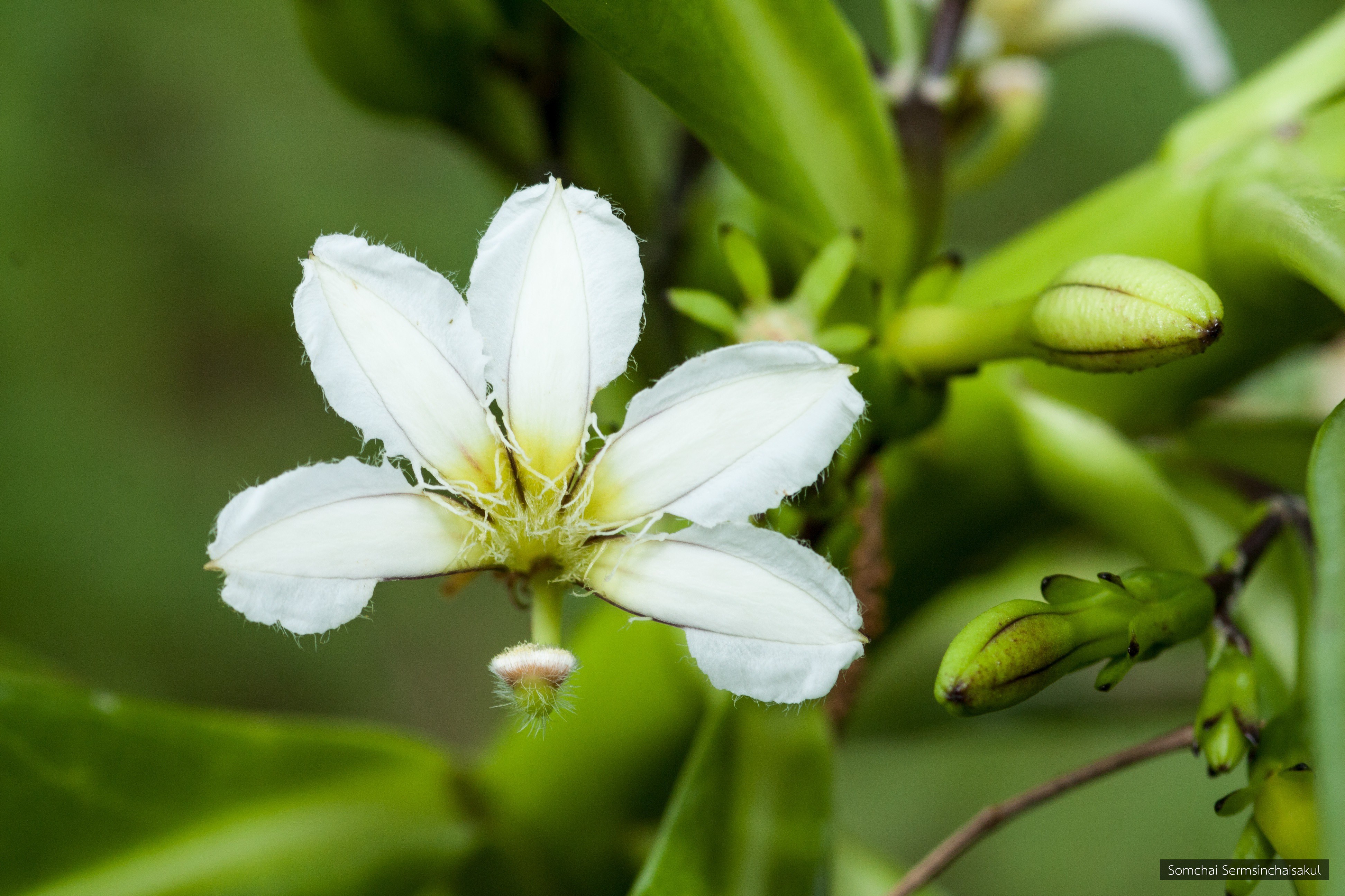 Scaevola taccada
