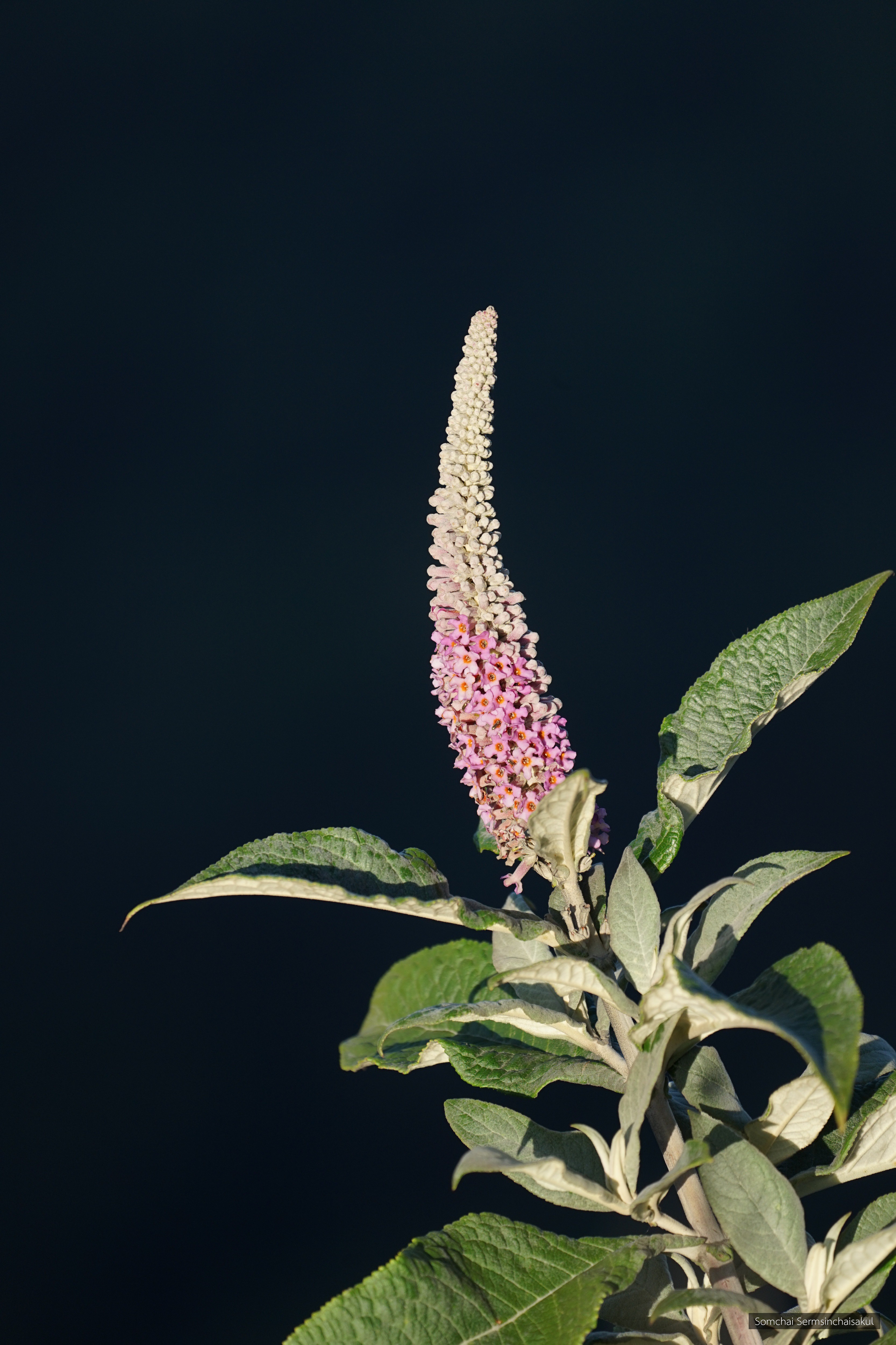 Buddleja macrostachya