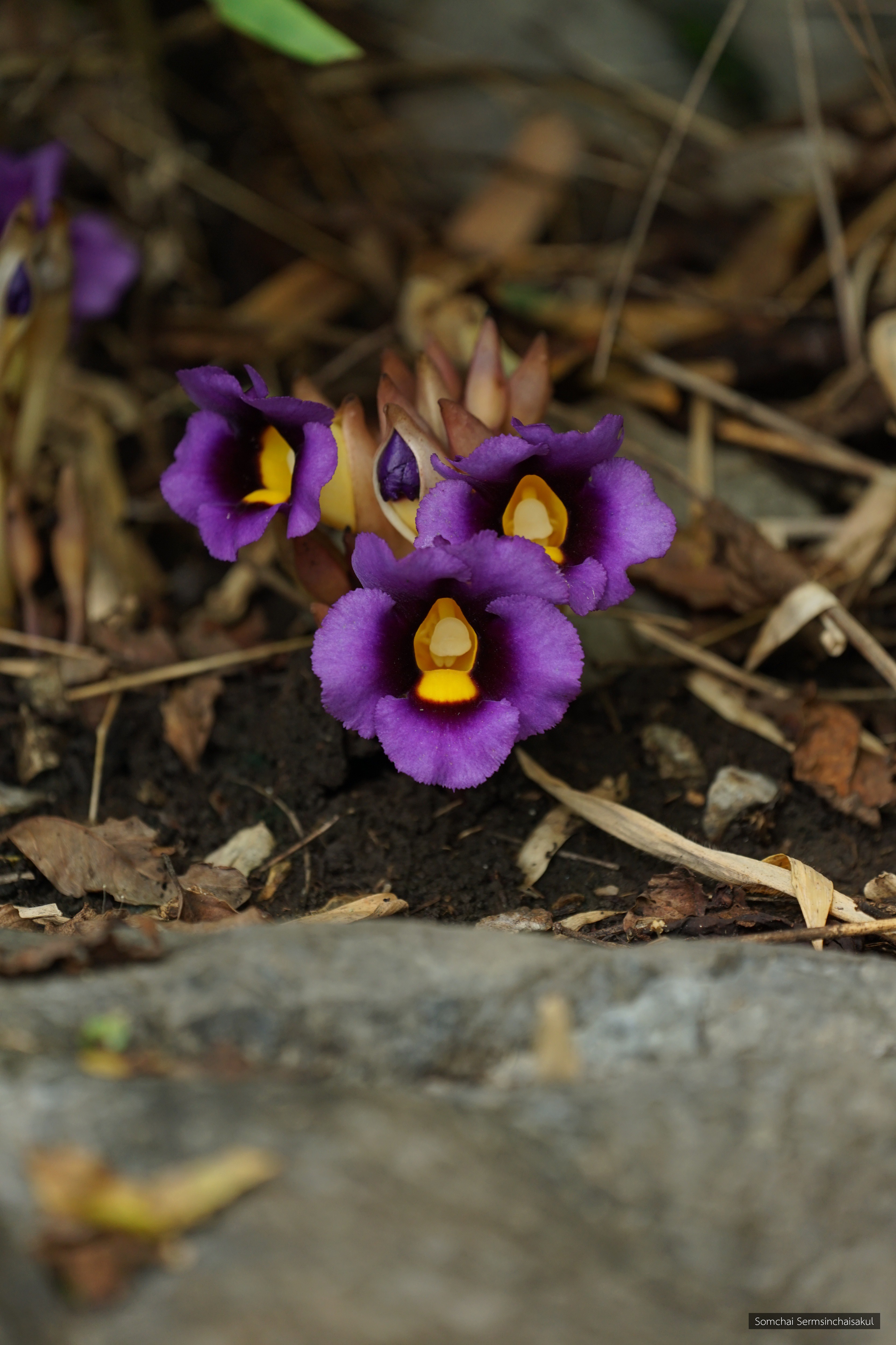 Christisonia siamensis