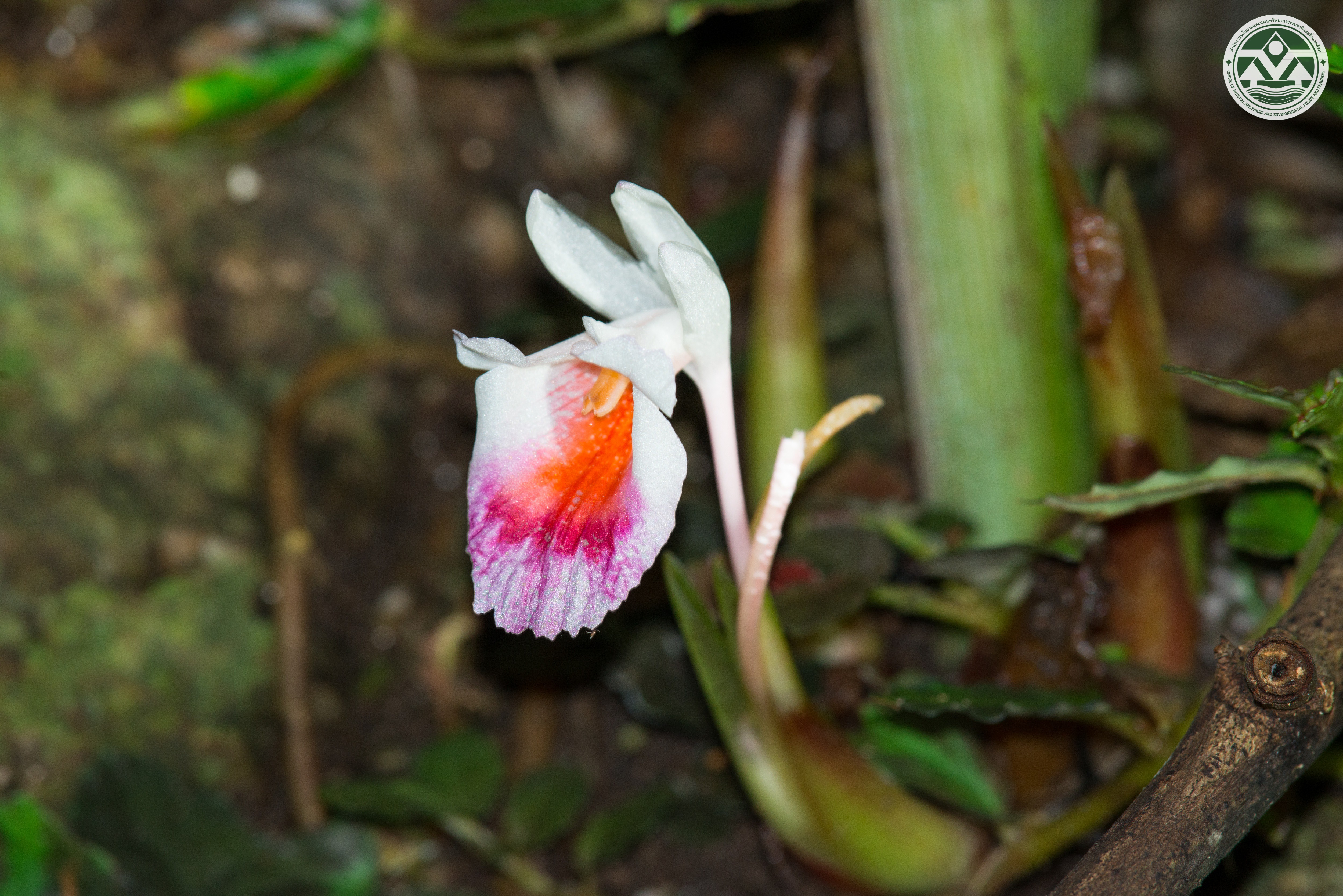 Boesenbergia kingii