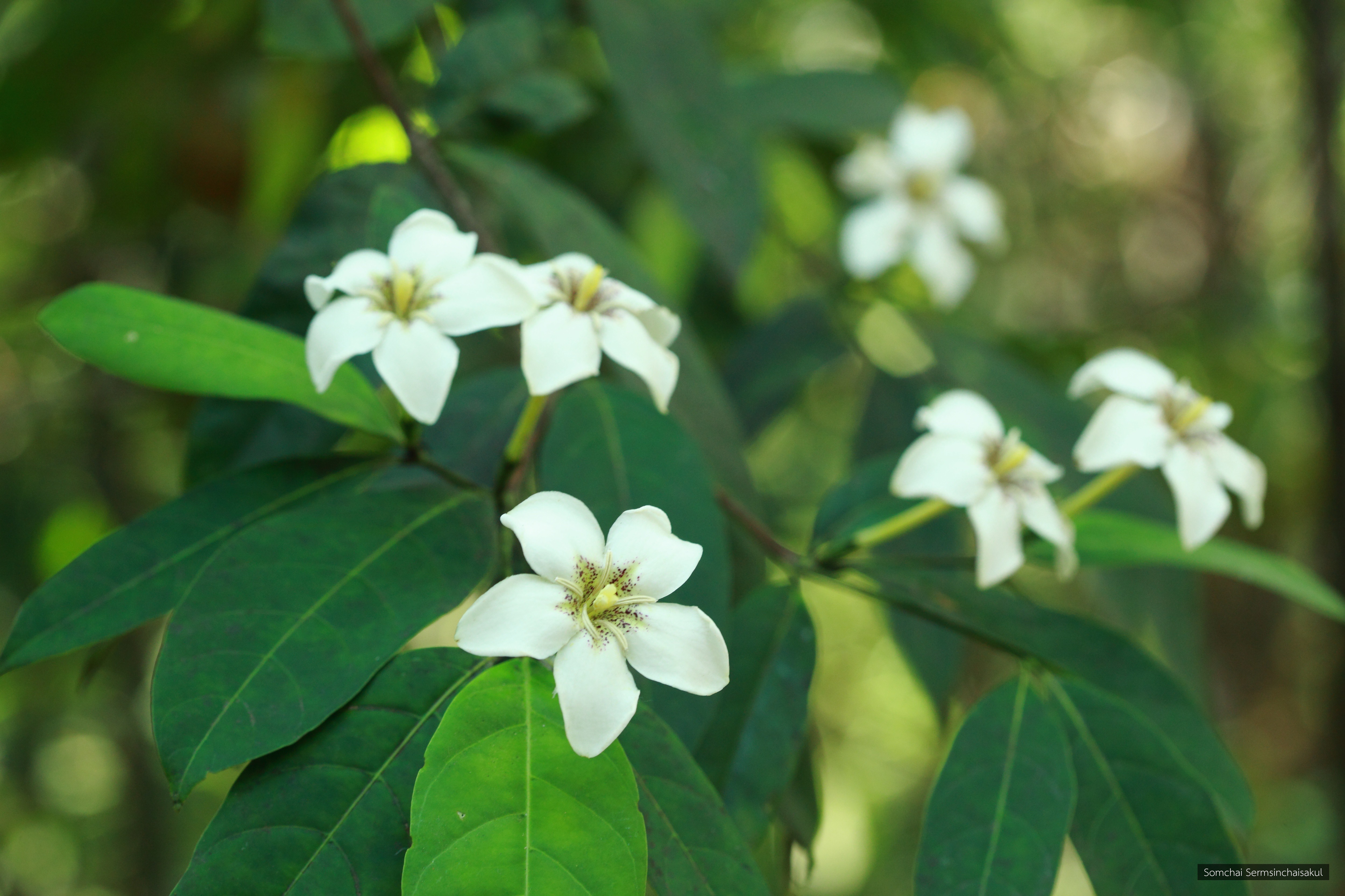 Rothmannia sootepensis