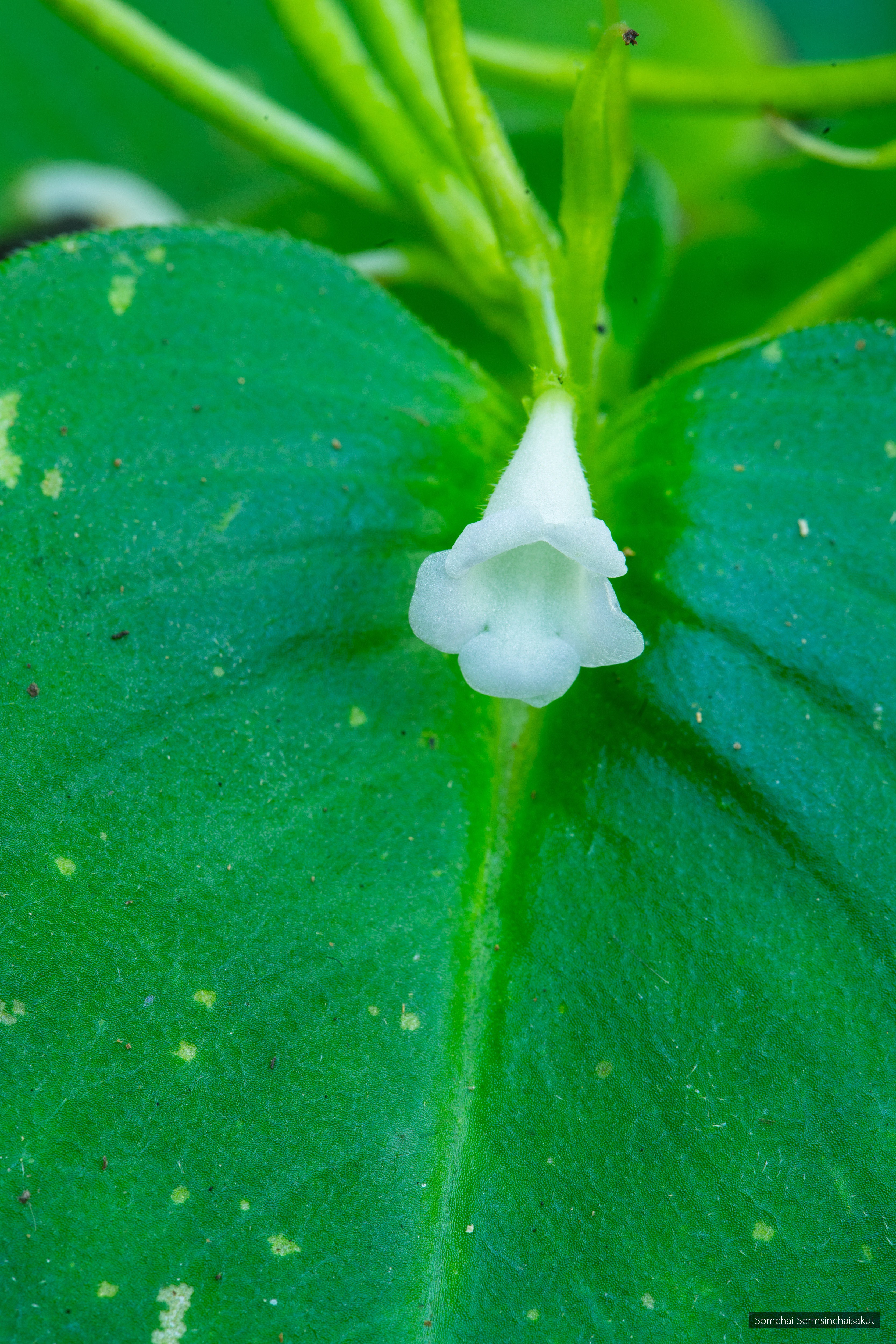 Microchirita suddeei