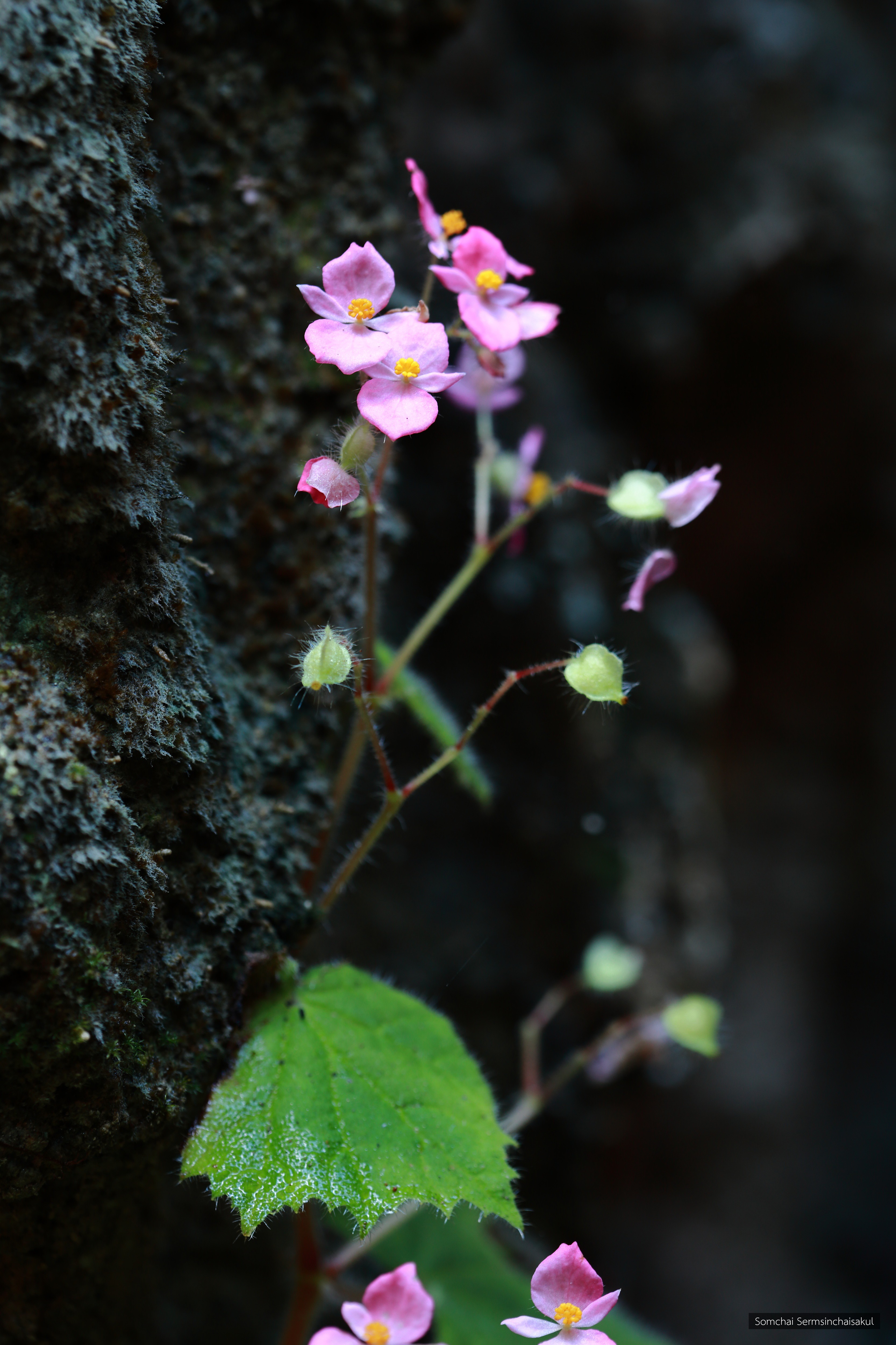 Begonia phutthaii