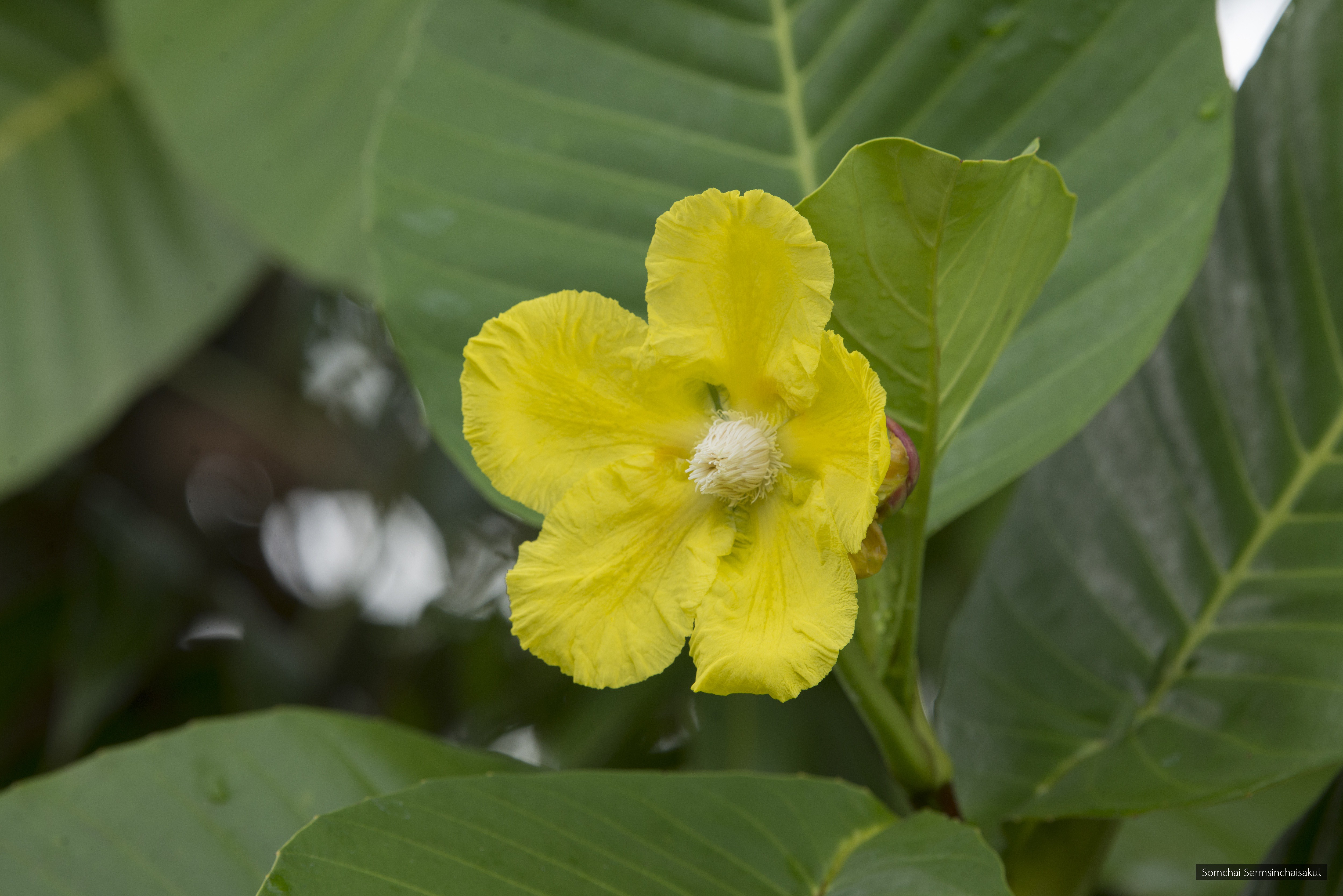 Dillenia suffruticosa