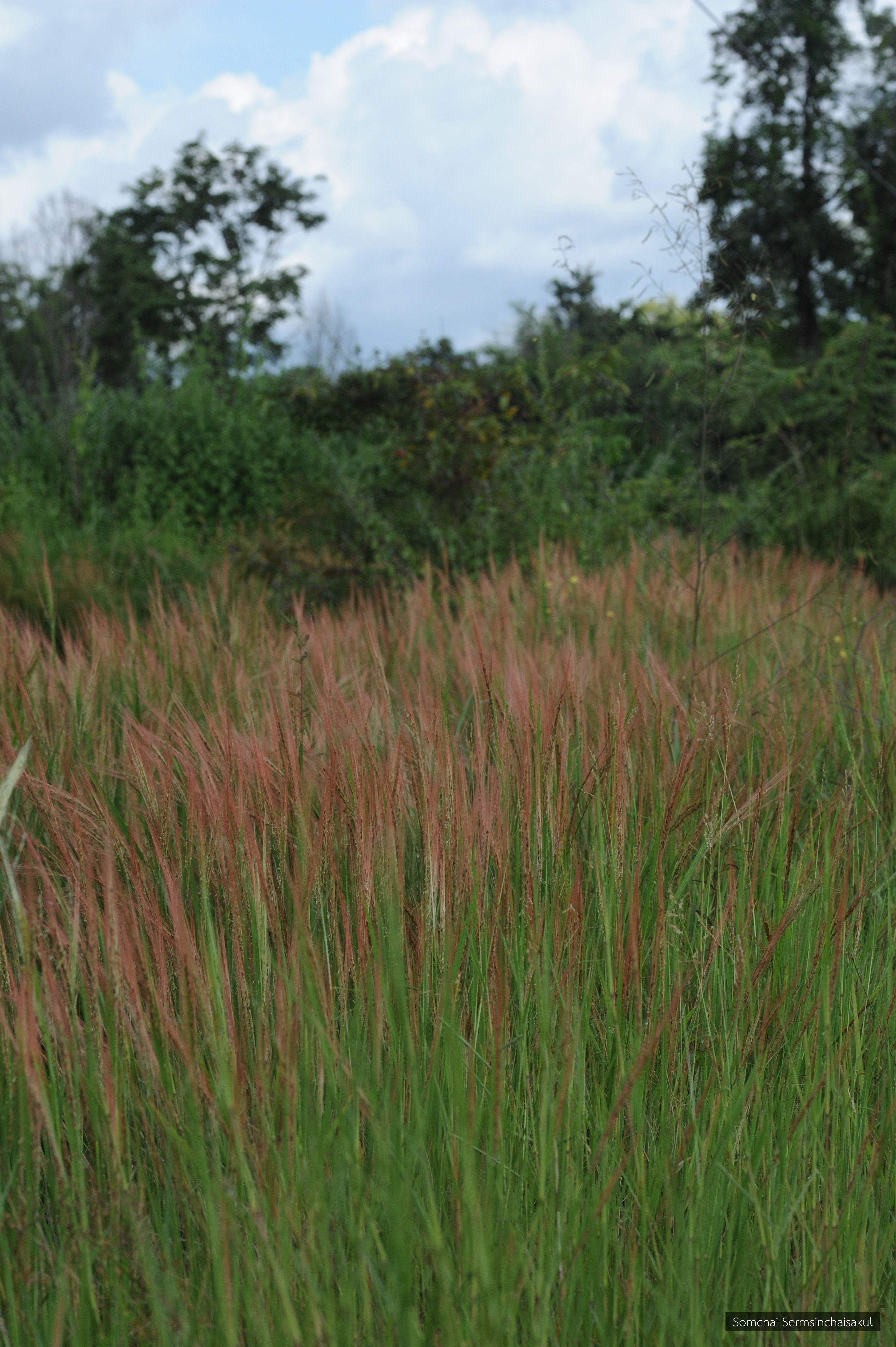 Oryza rufipogon