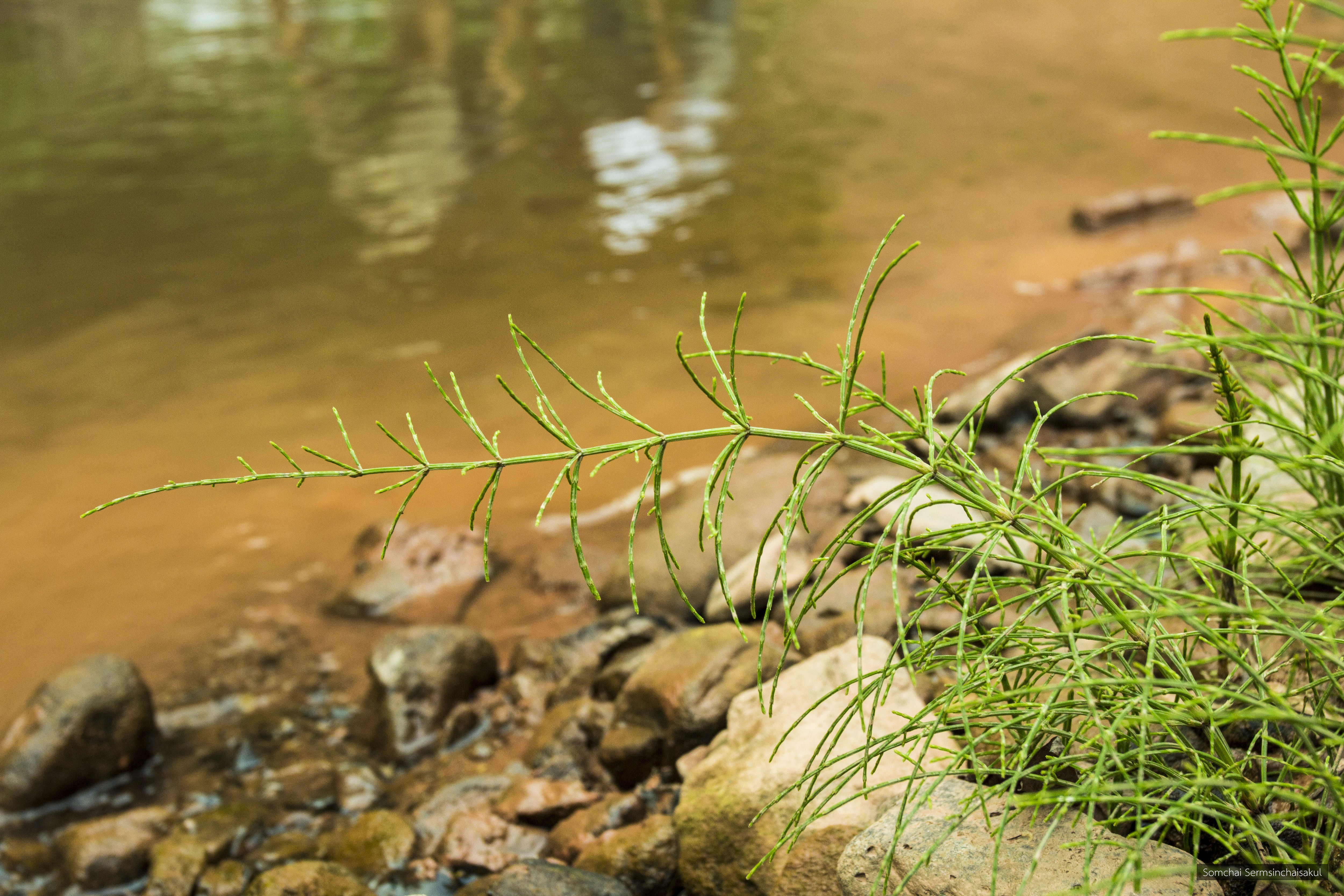 Equisetum diffusum