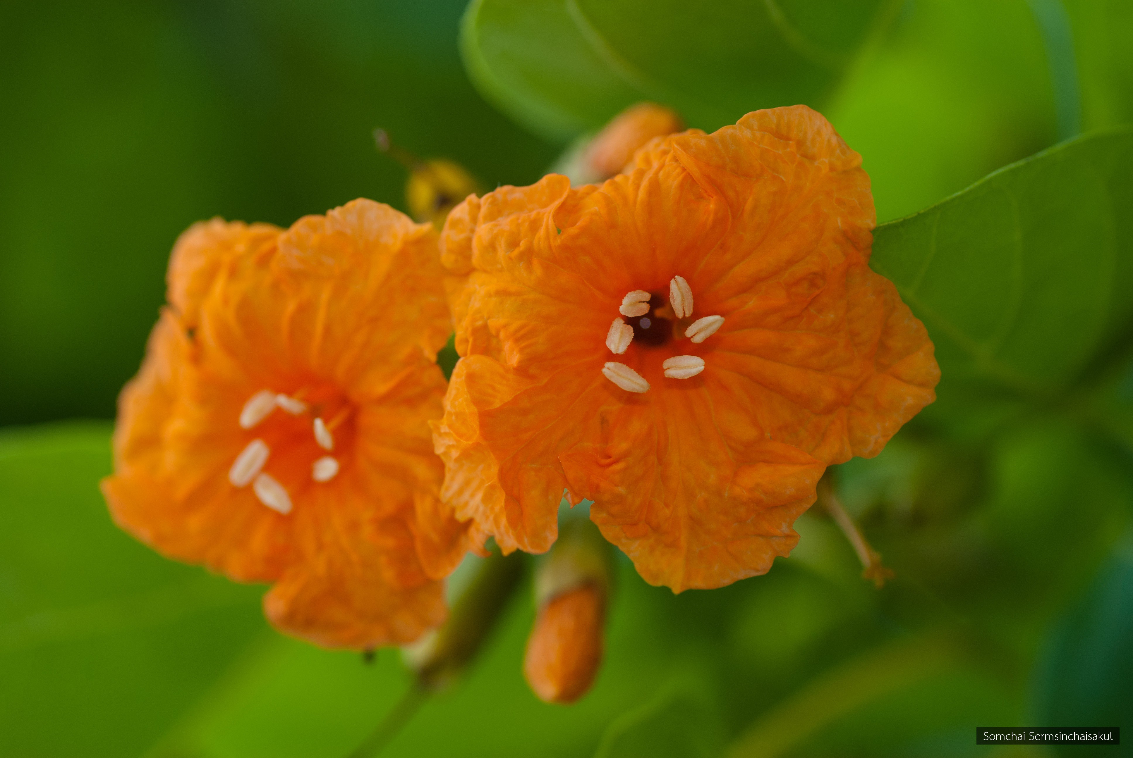 Cordia subcordata