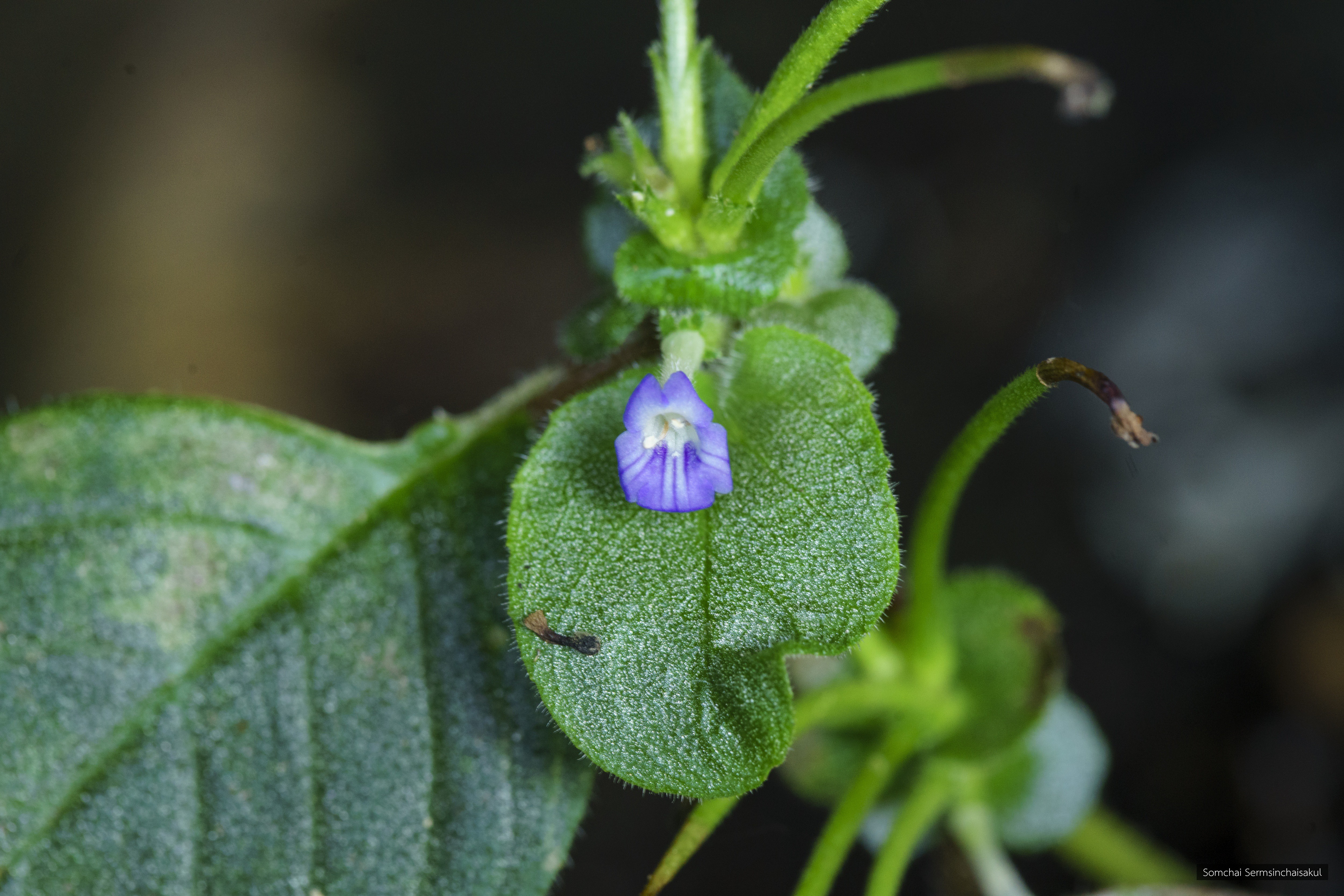 Microchirita rupestris