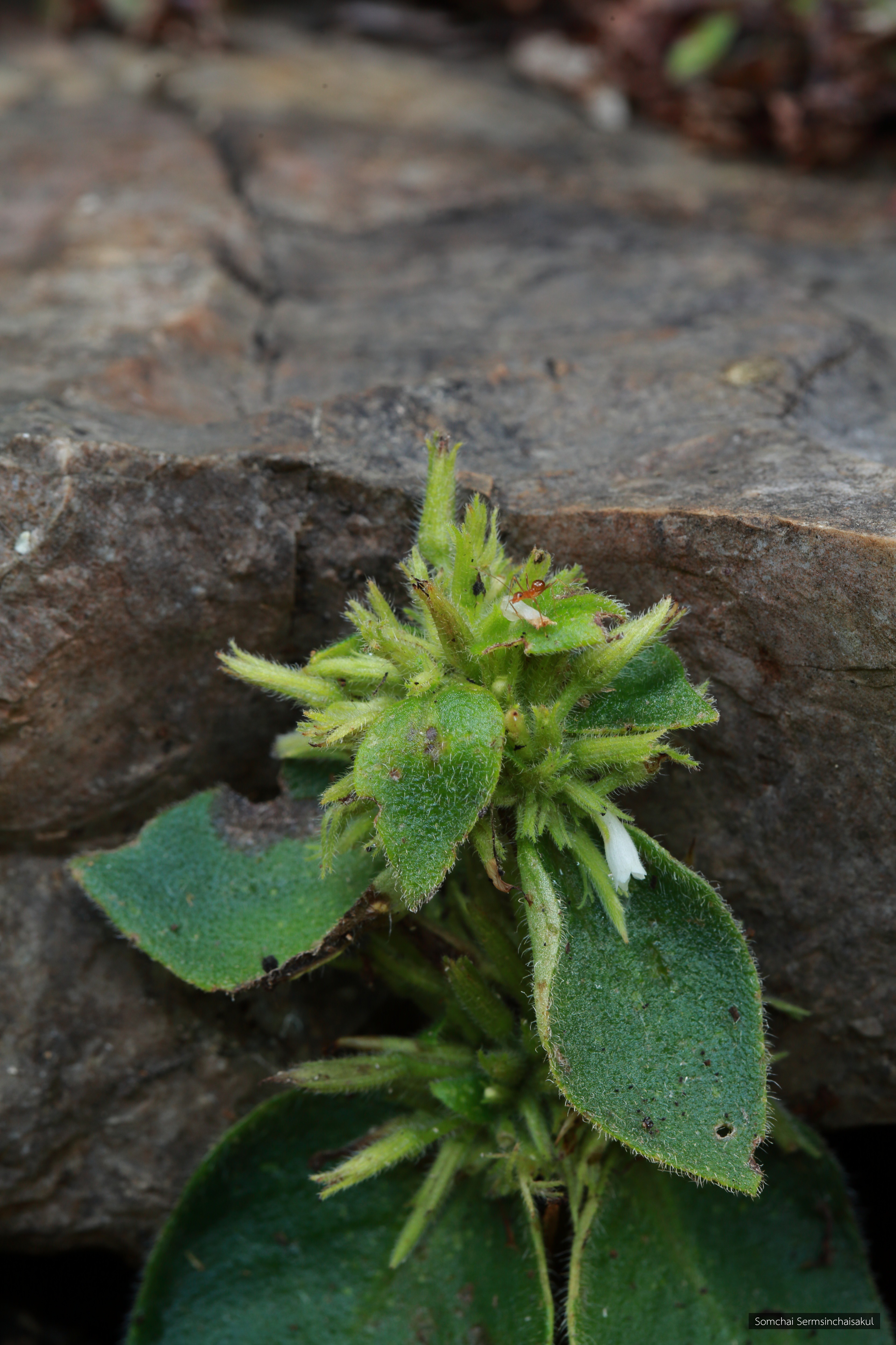 Microchirita hamosa