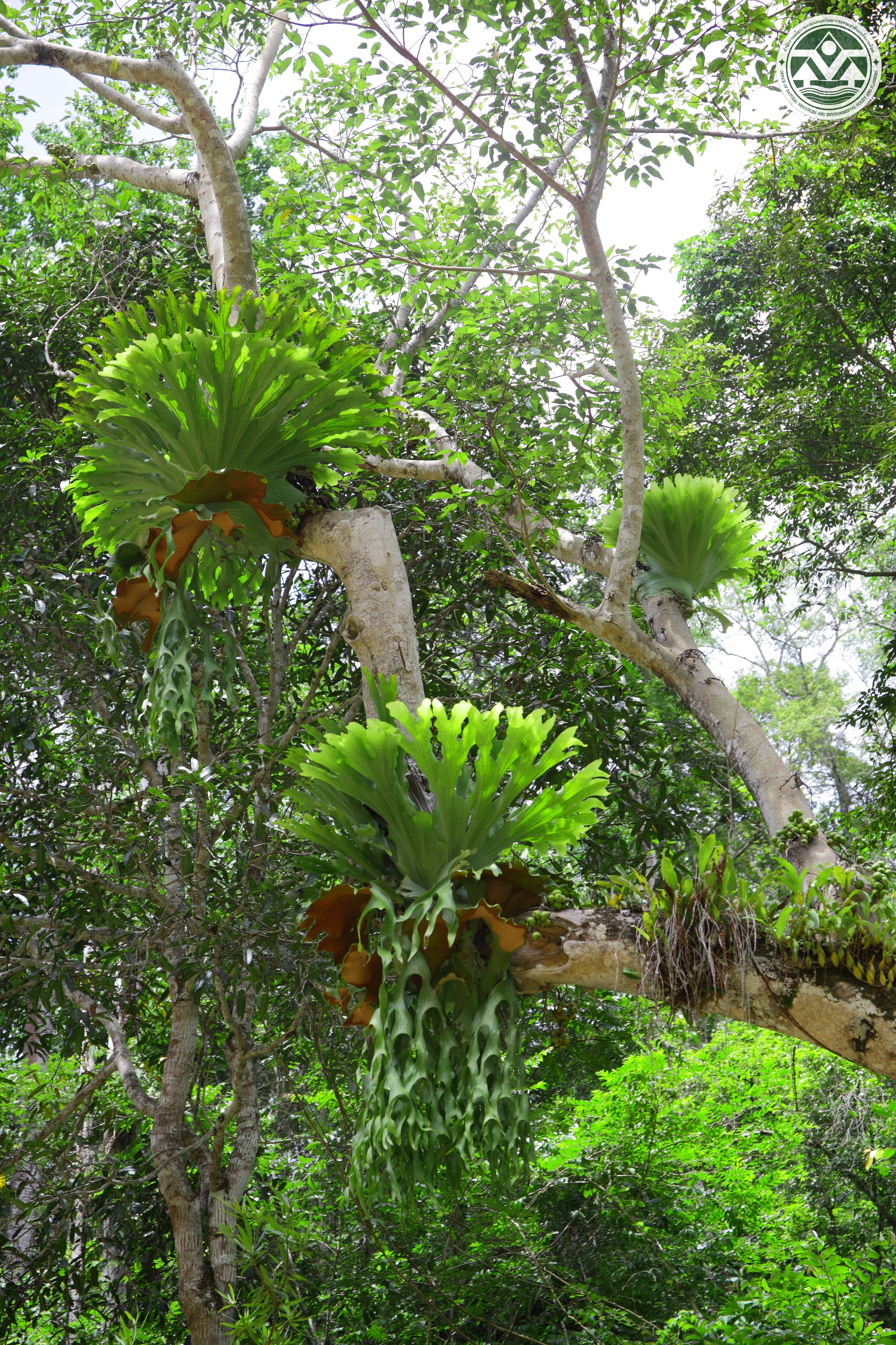 Platycerium holttumii