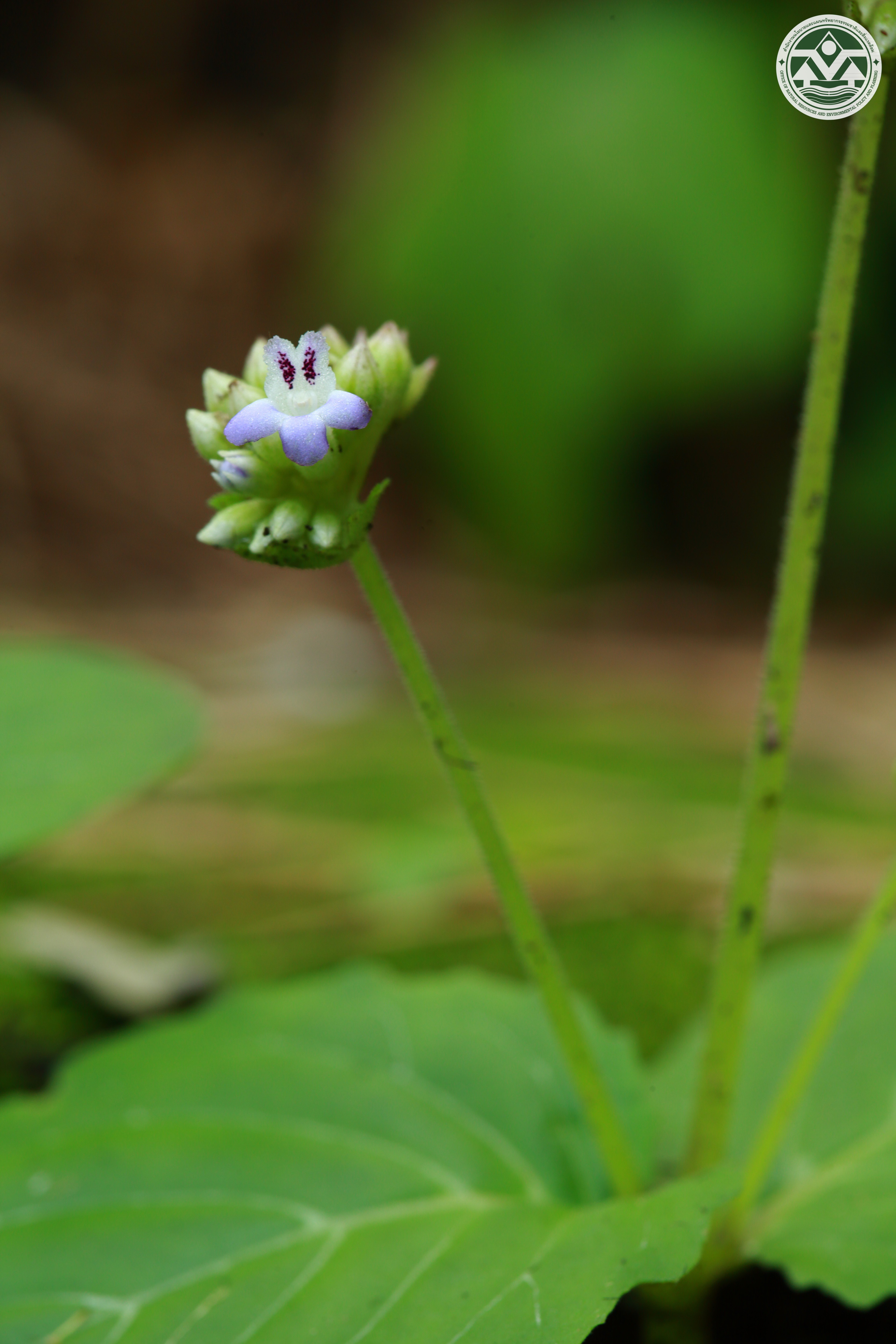 Epithema ceylanicum