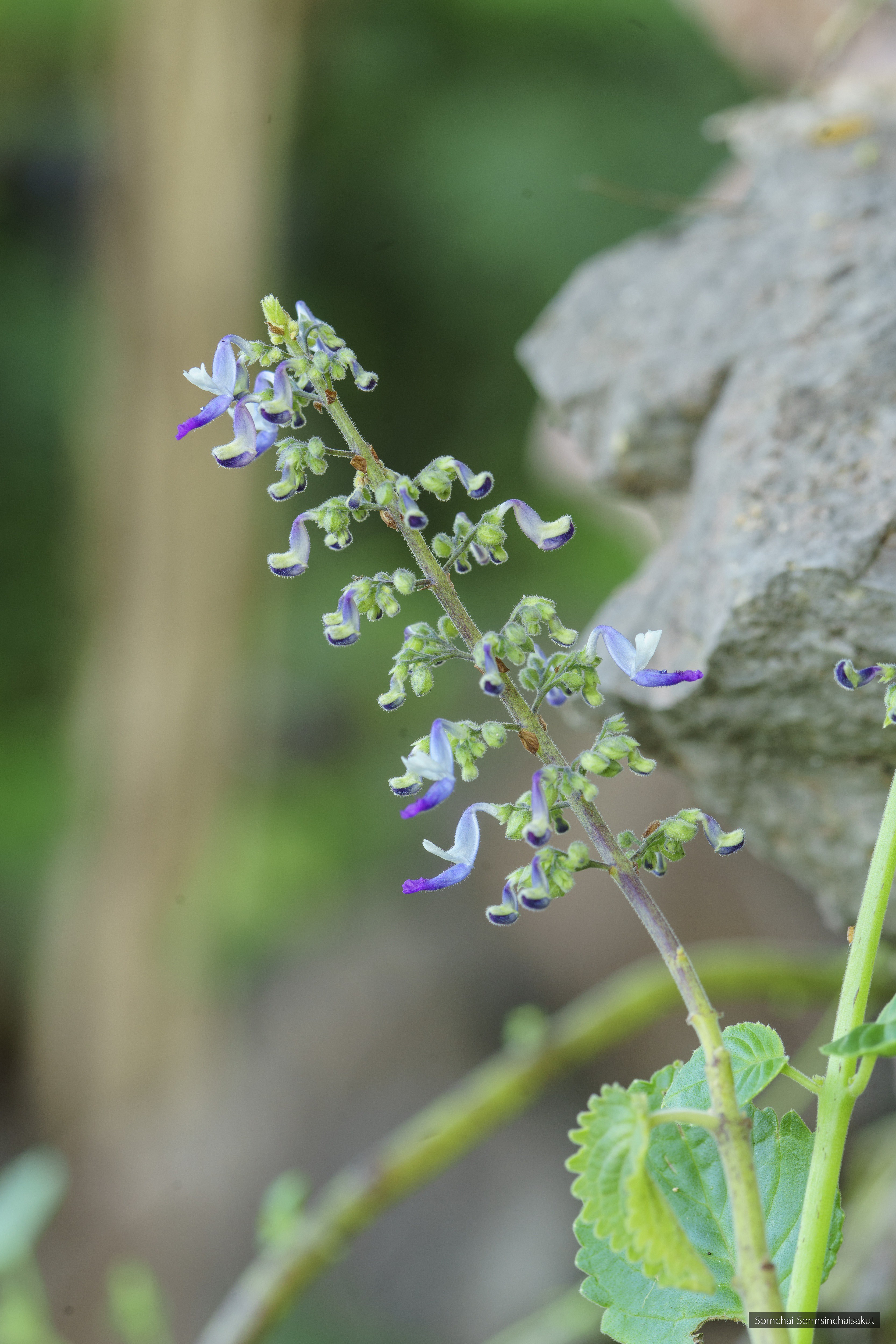 Plectranthus amboinicus