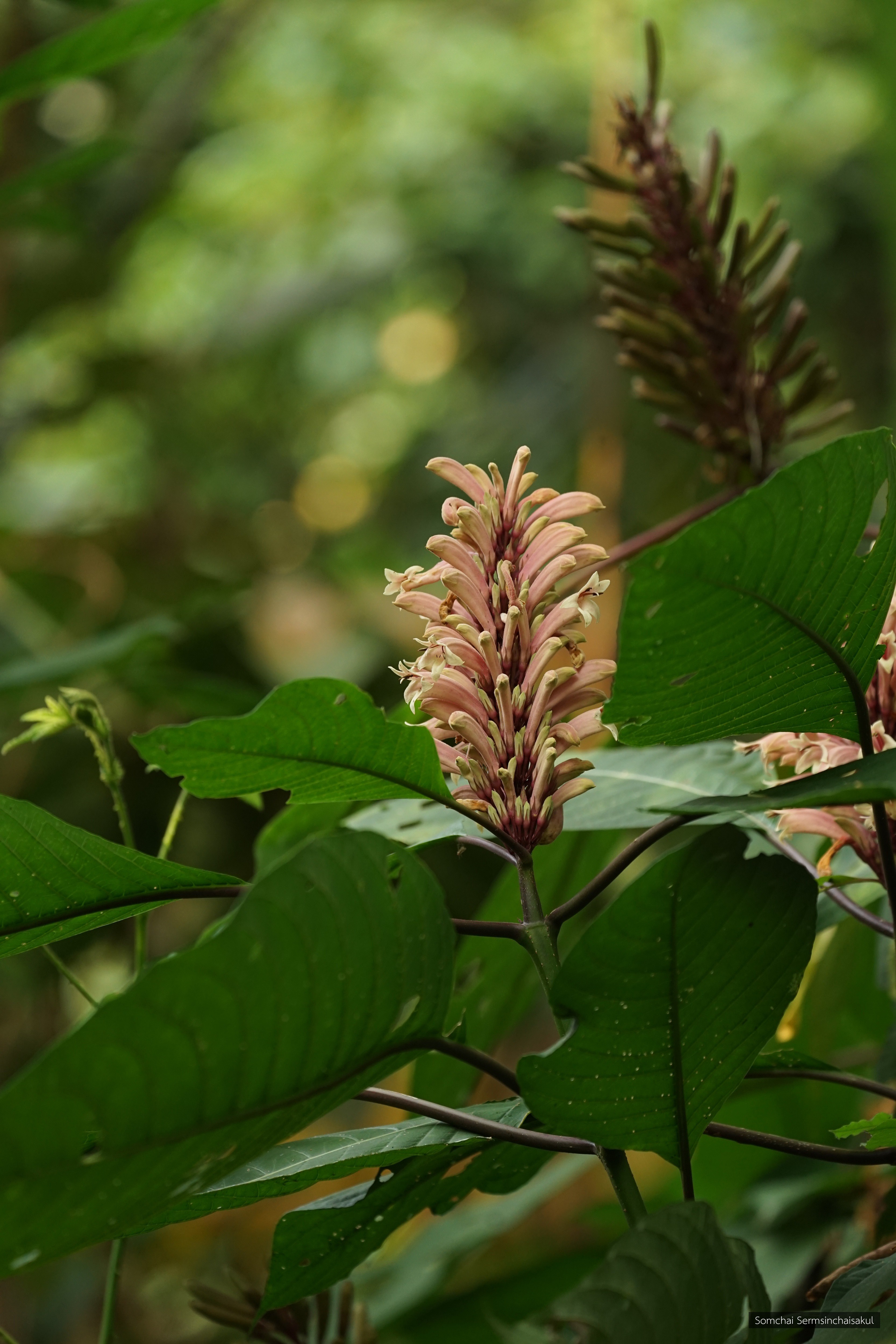 Phlogacanthus curviflorus