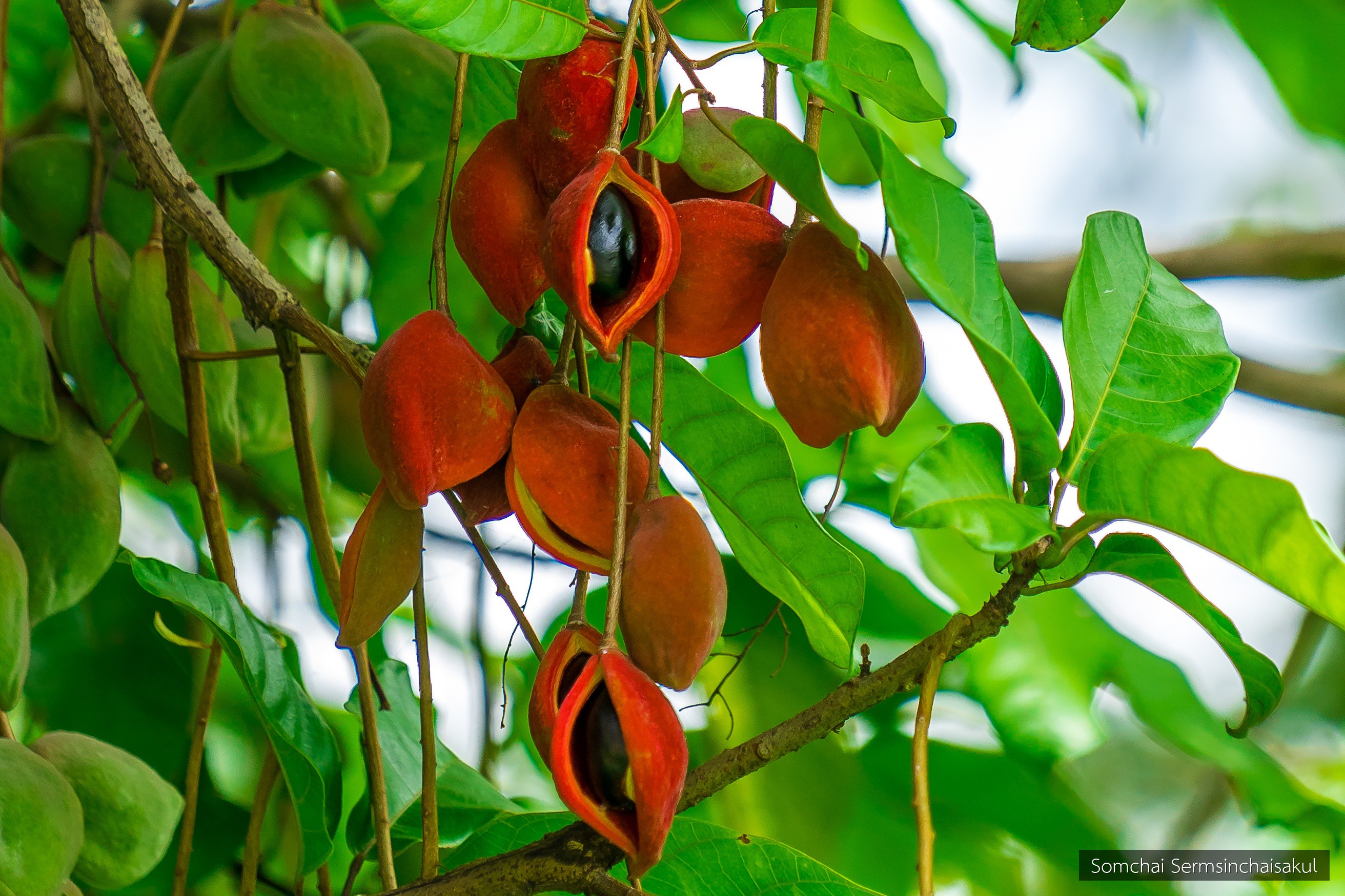 Sterculia monosperma