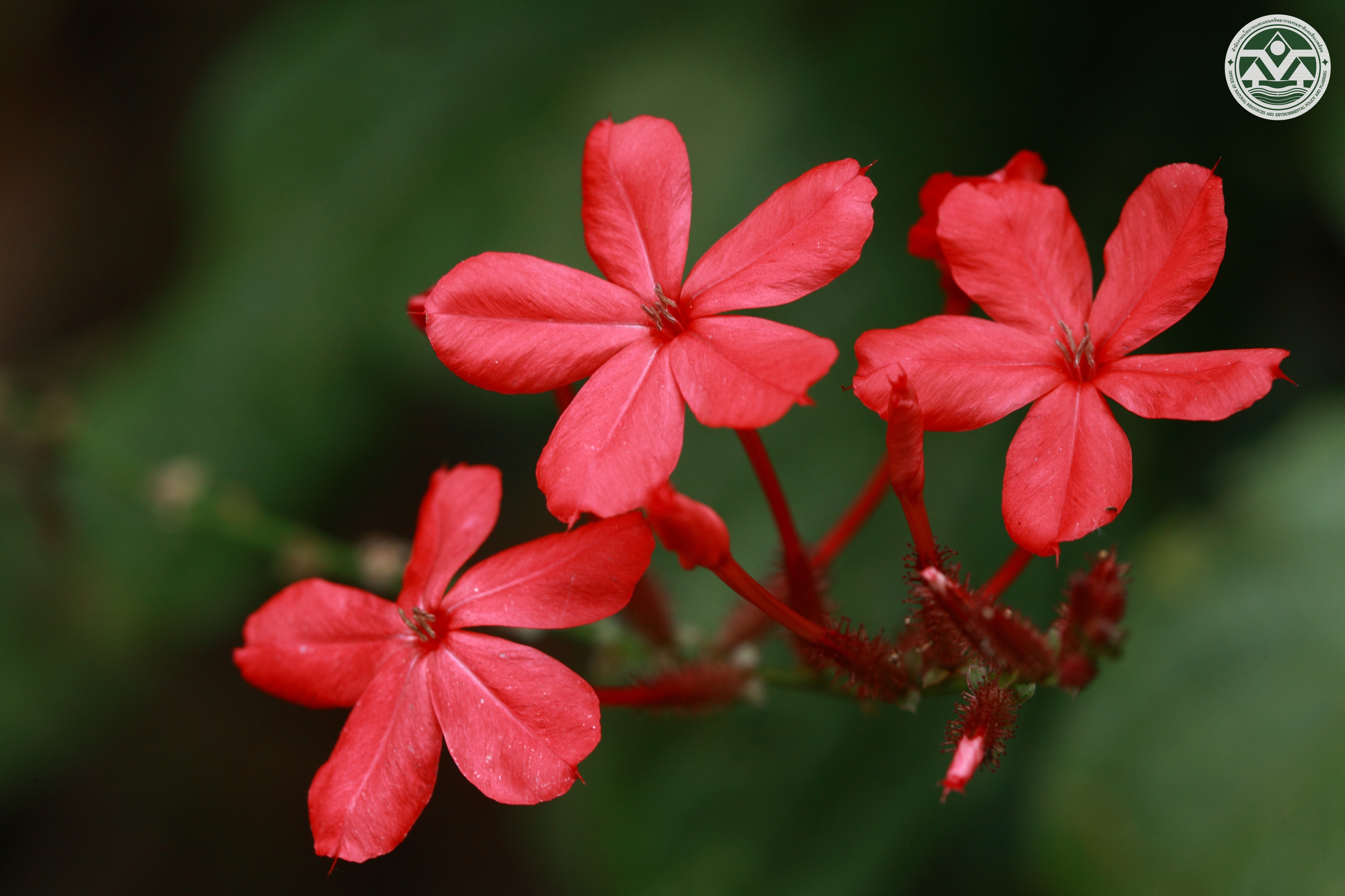 Plumbago indica