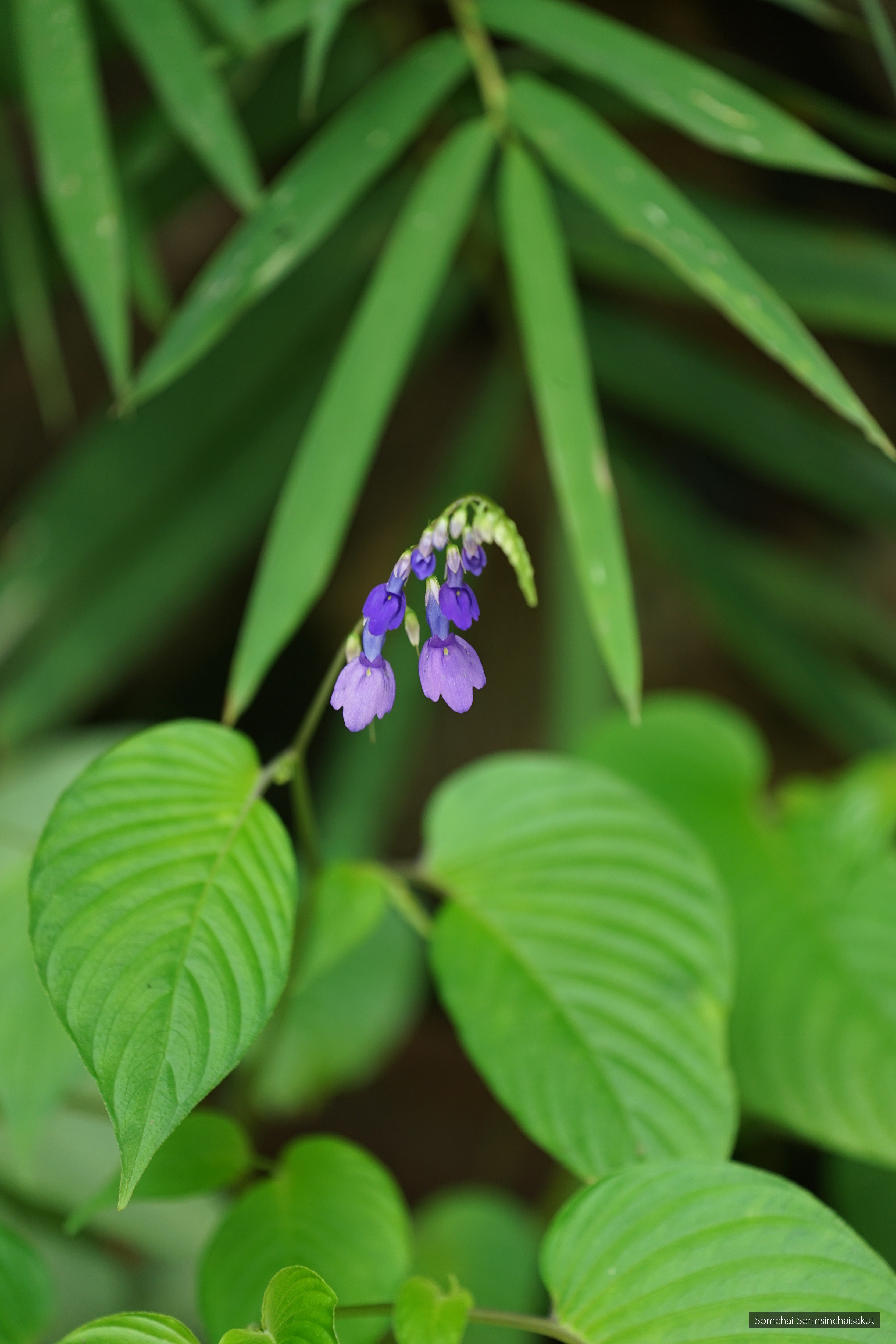 Rhynchoglossum obliquum