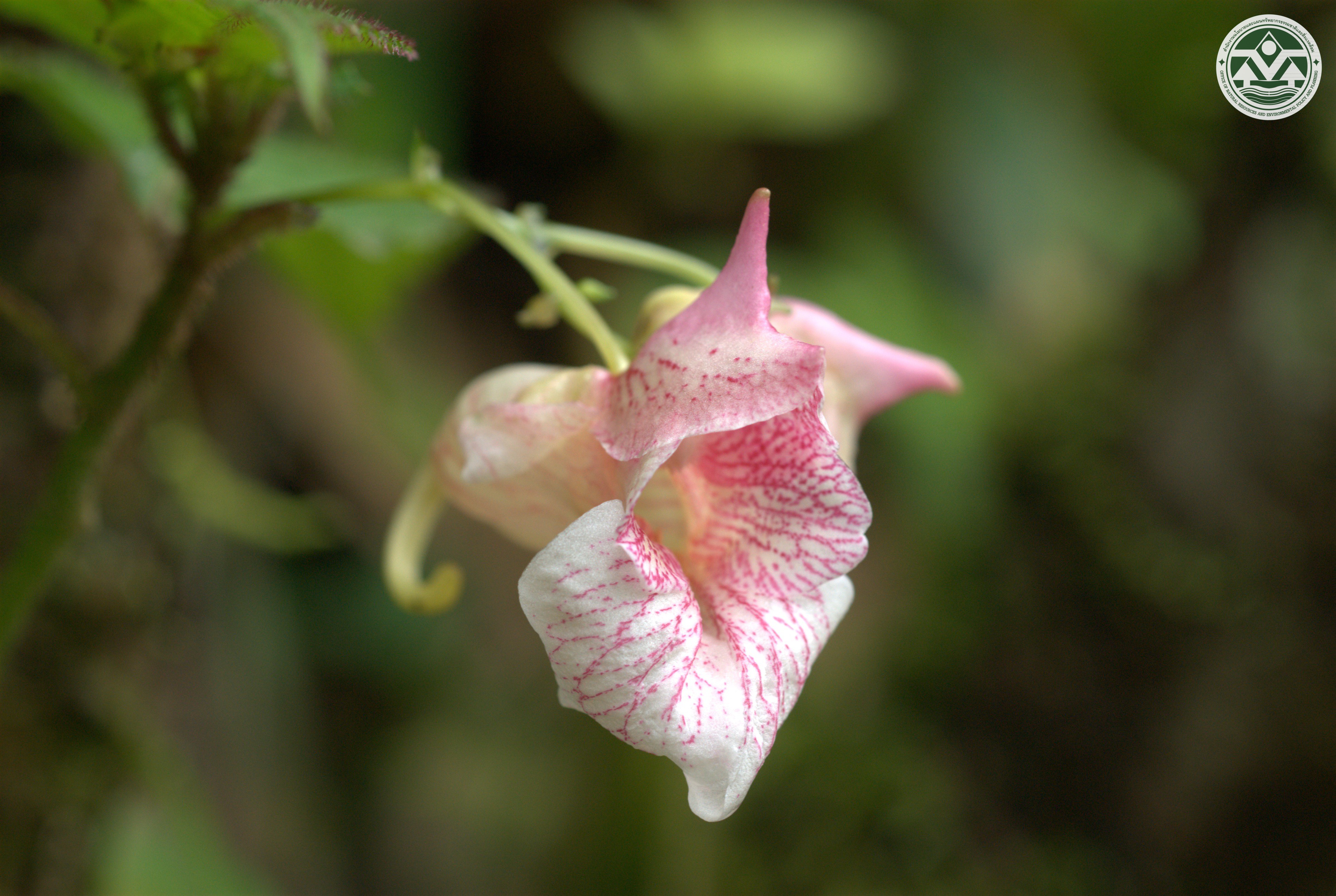 Impatiens duclouxii