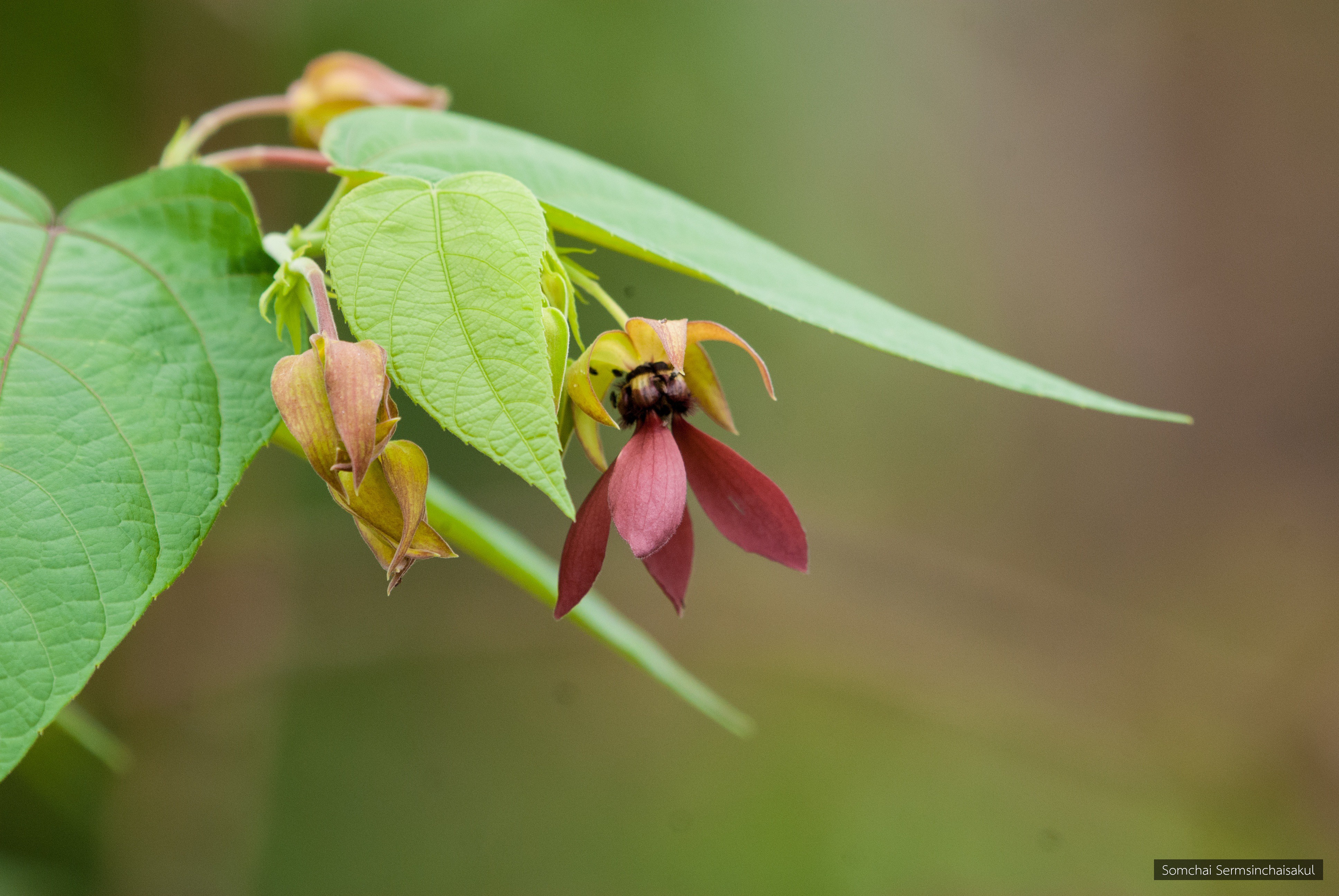 Abroma augusta