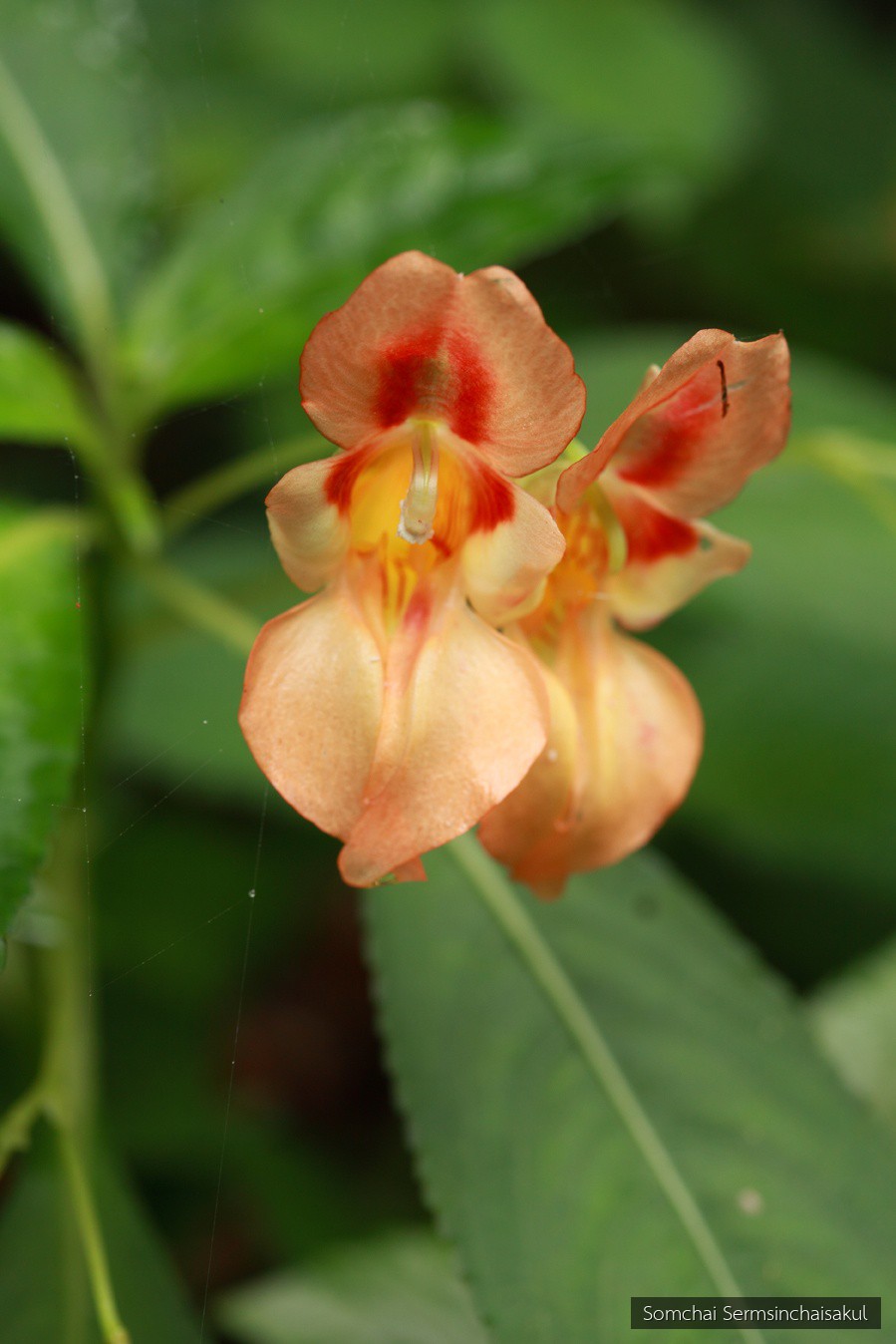 Impatiens pulchra