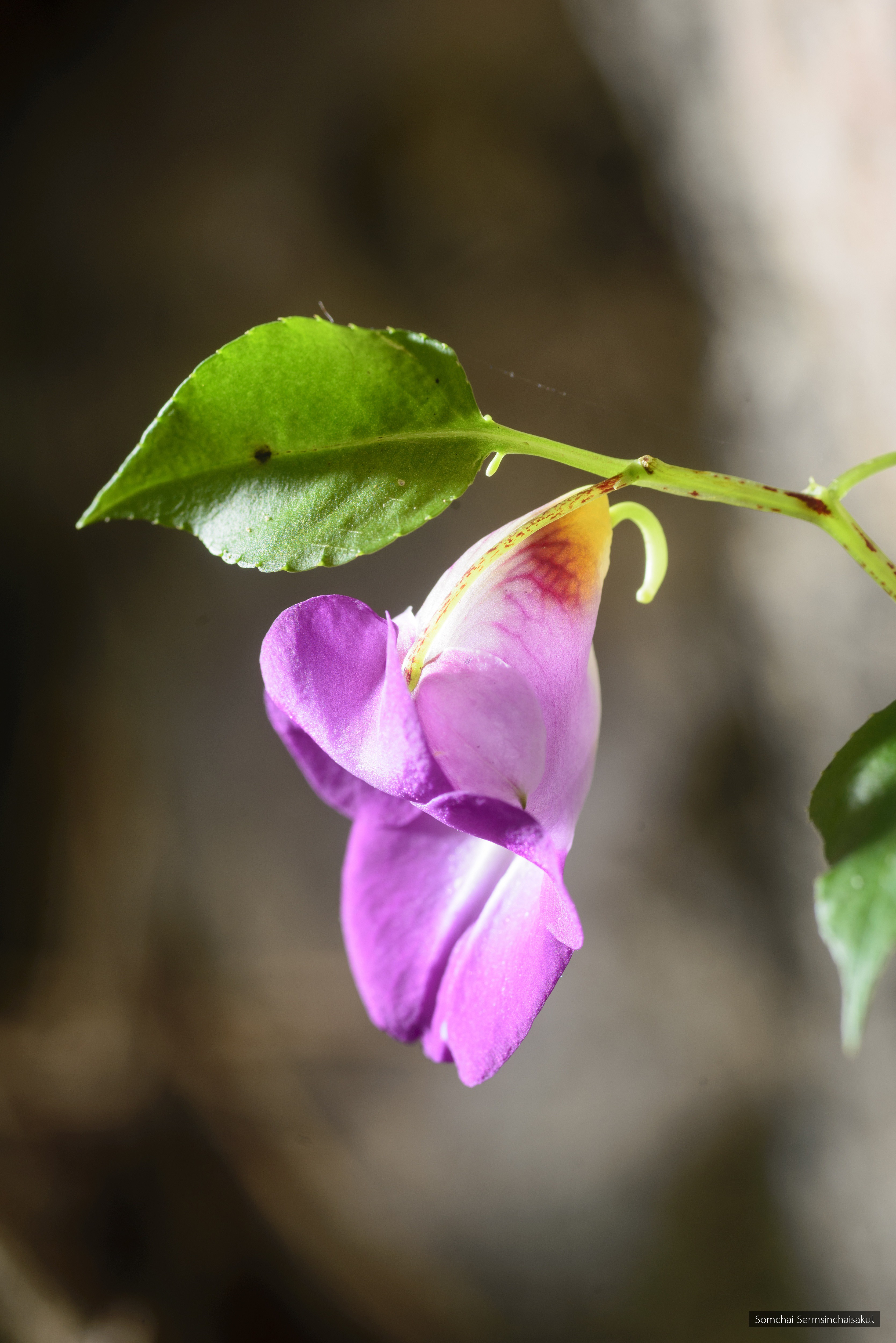 Impatiens nalampoonii