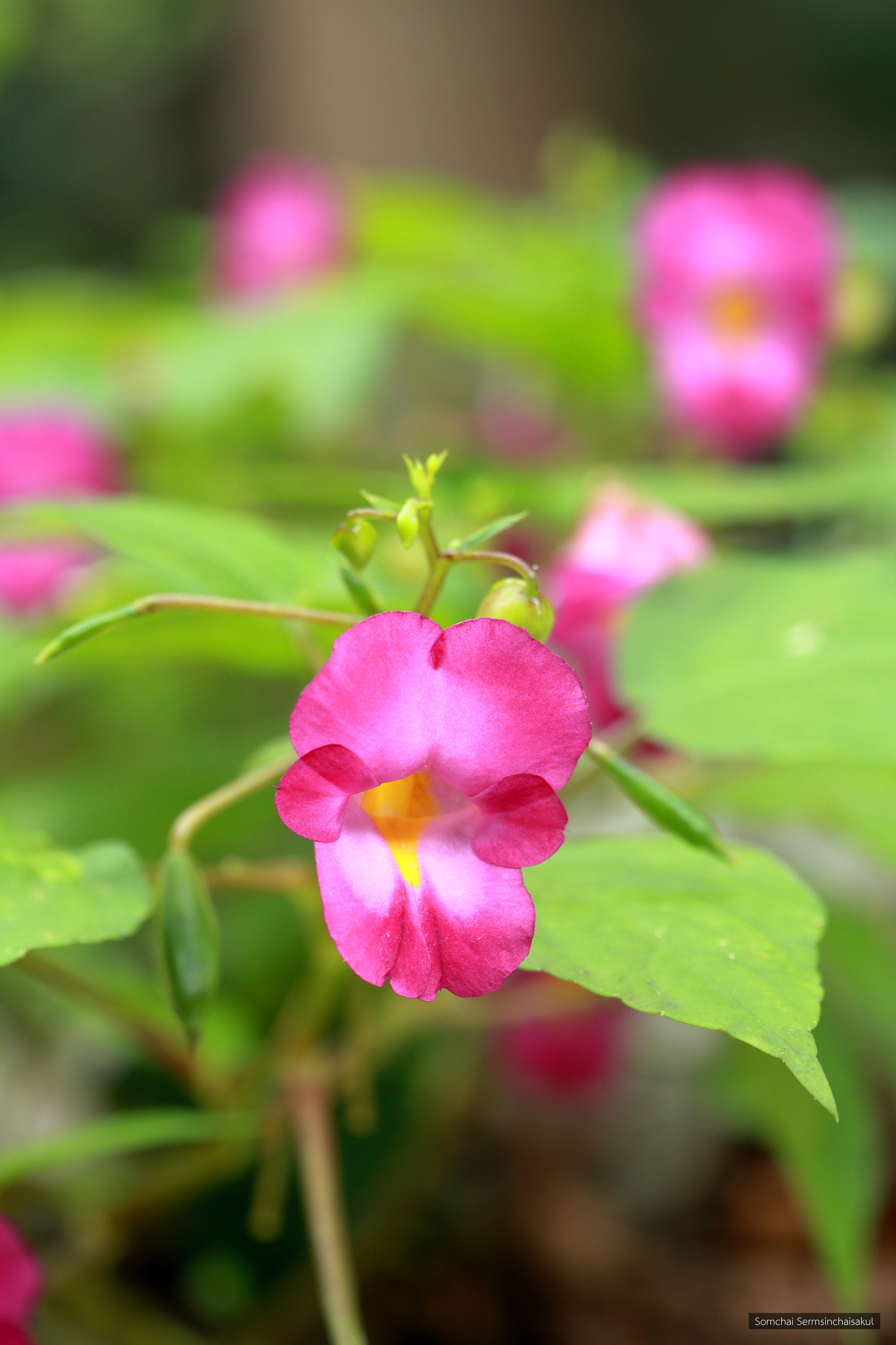 Impatiens putii