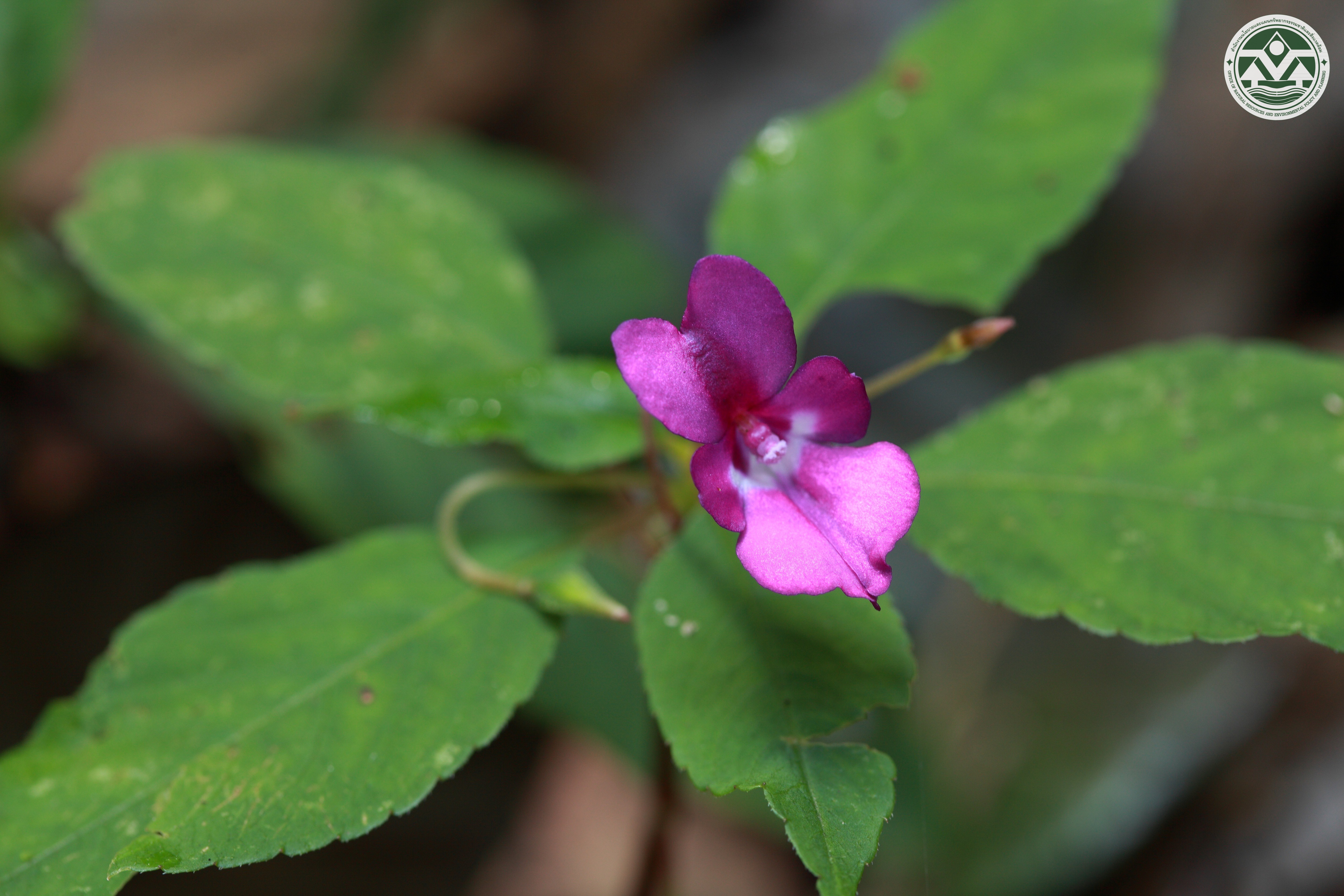 Impatiens santisukii