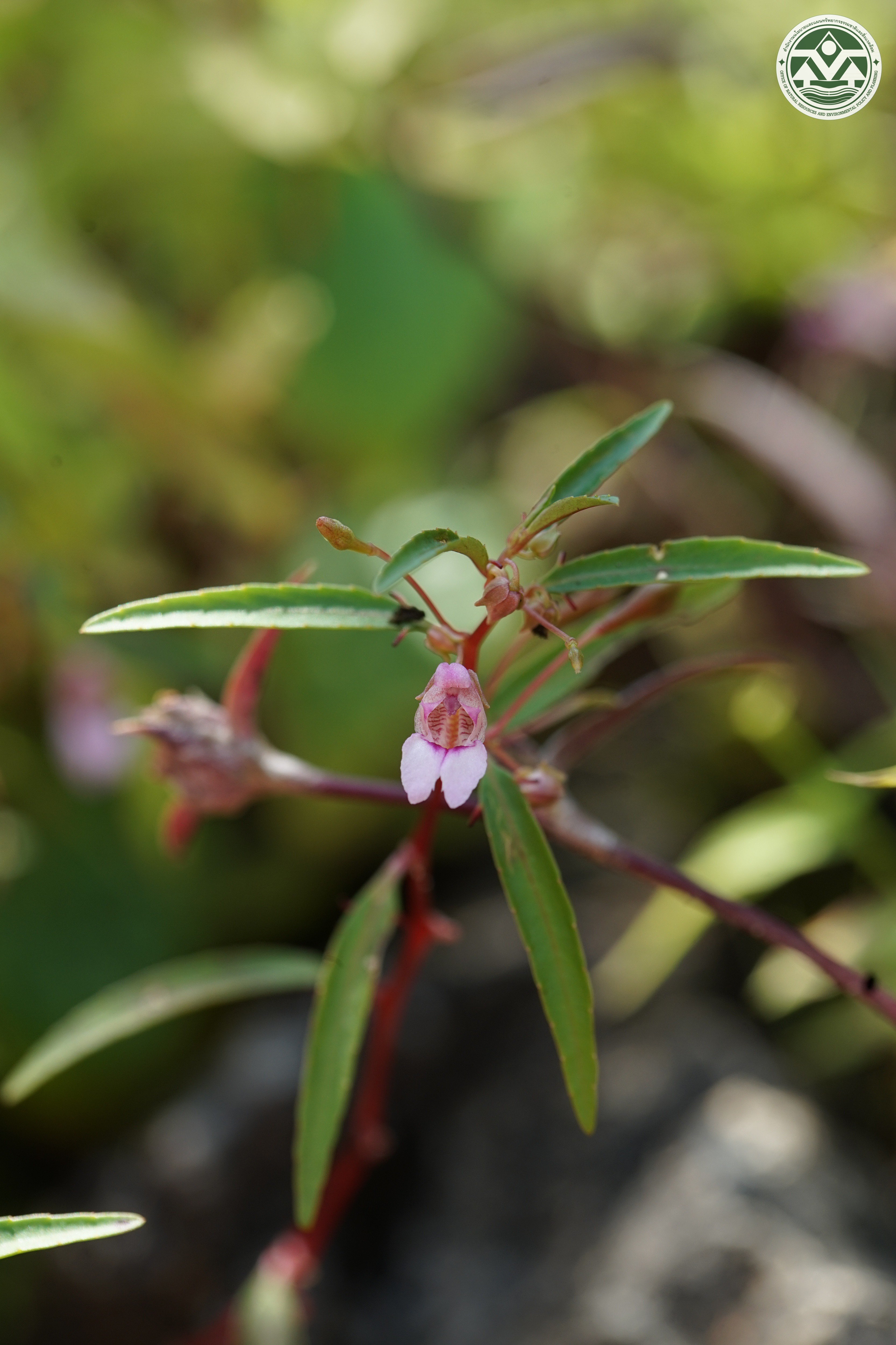 Impatiens suksathanii