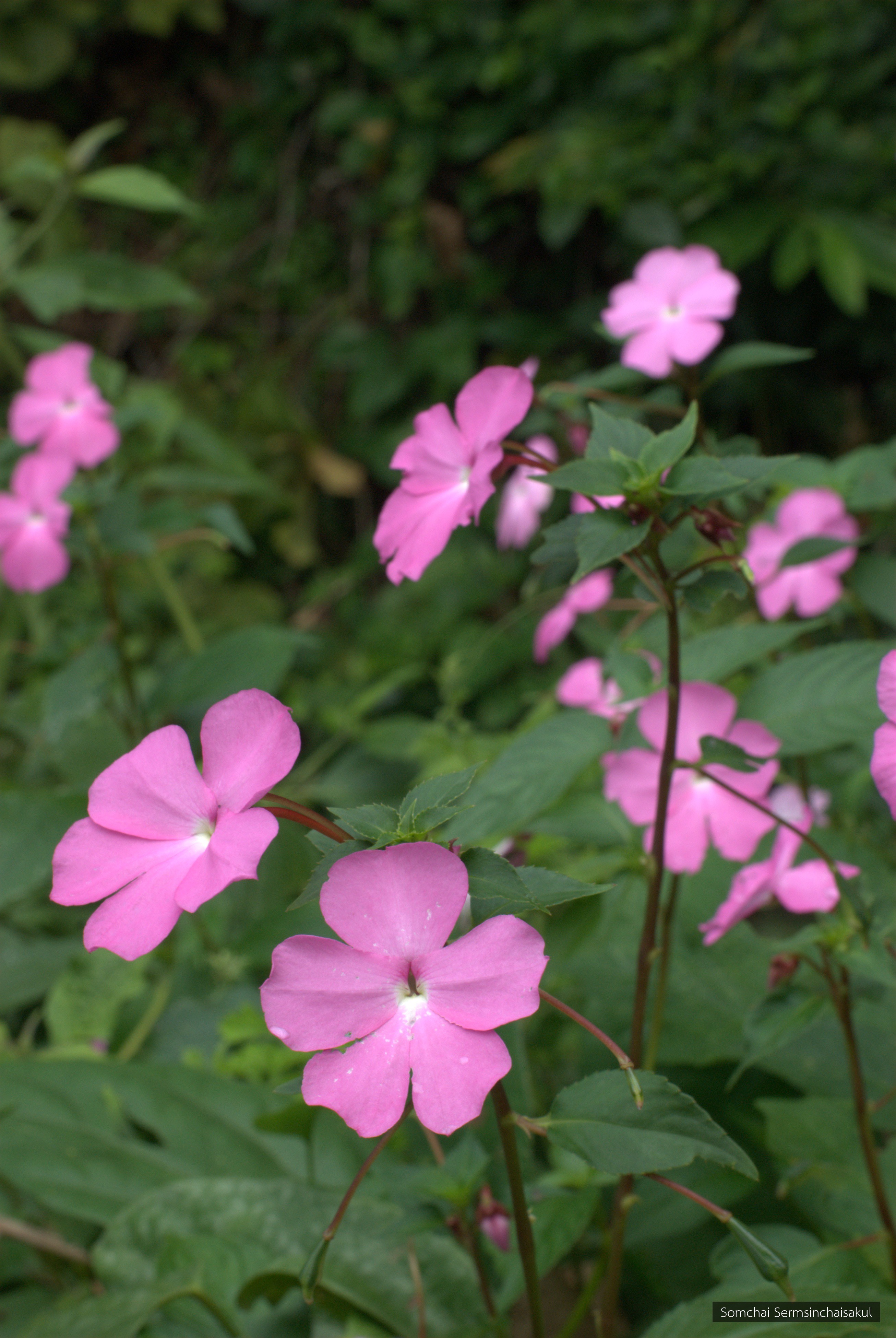 Impatiens spectabilis