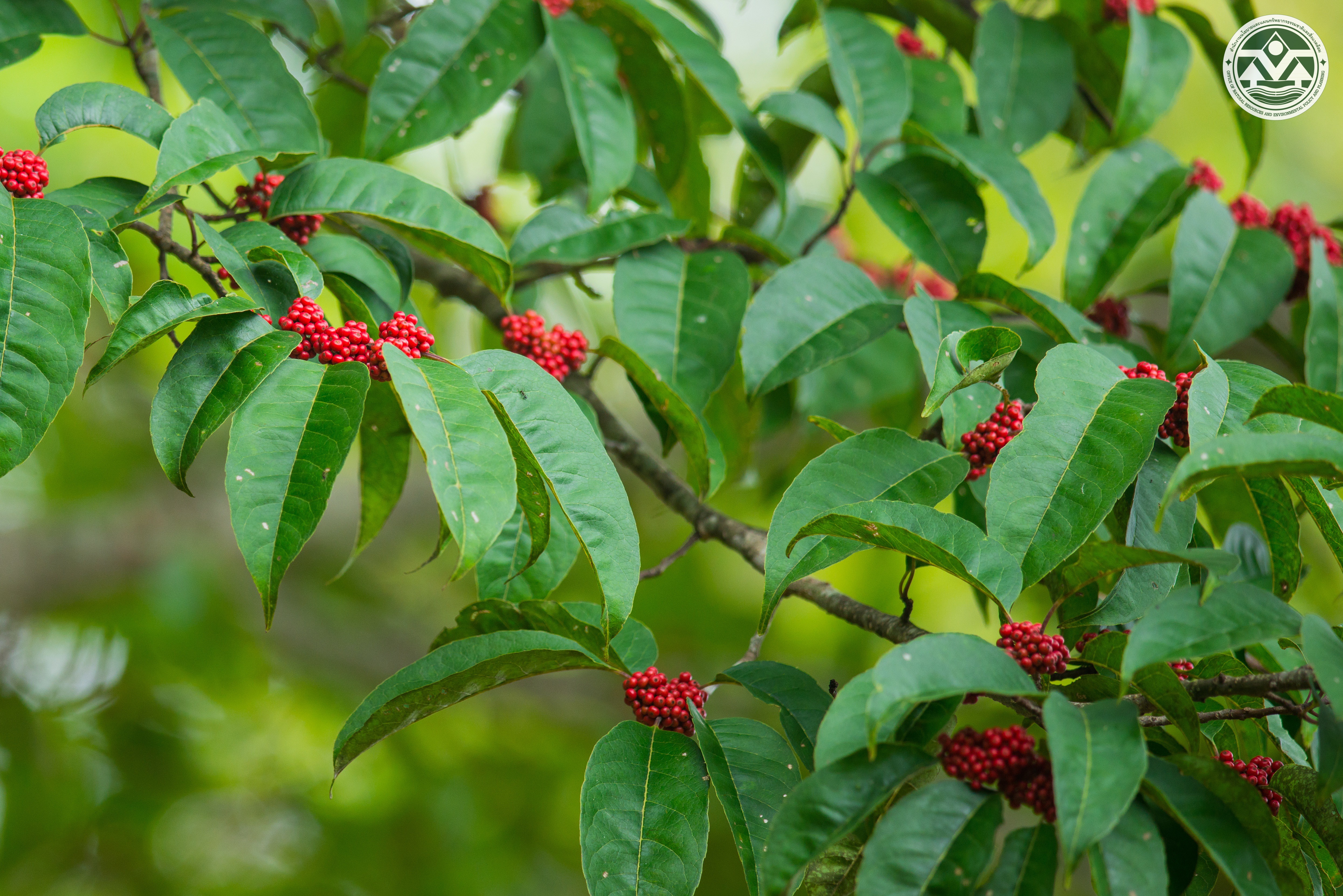 Ilex micrococca
