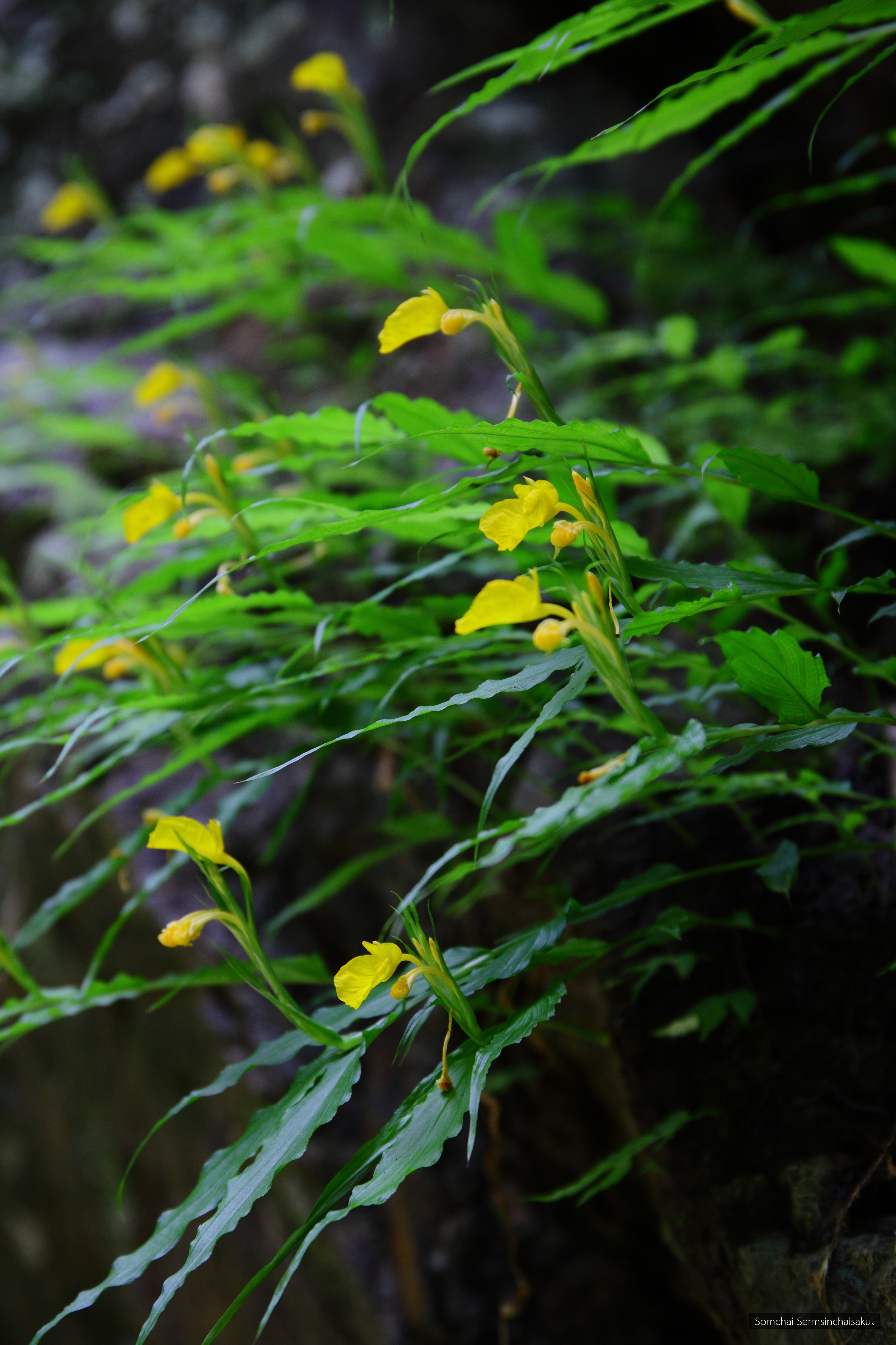 Caulokaempferia appendiculata