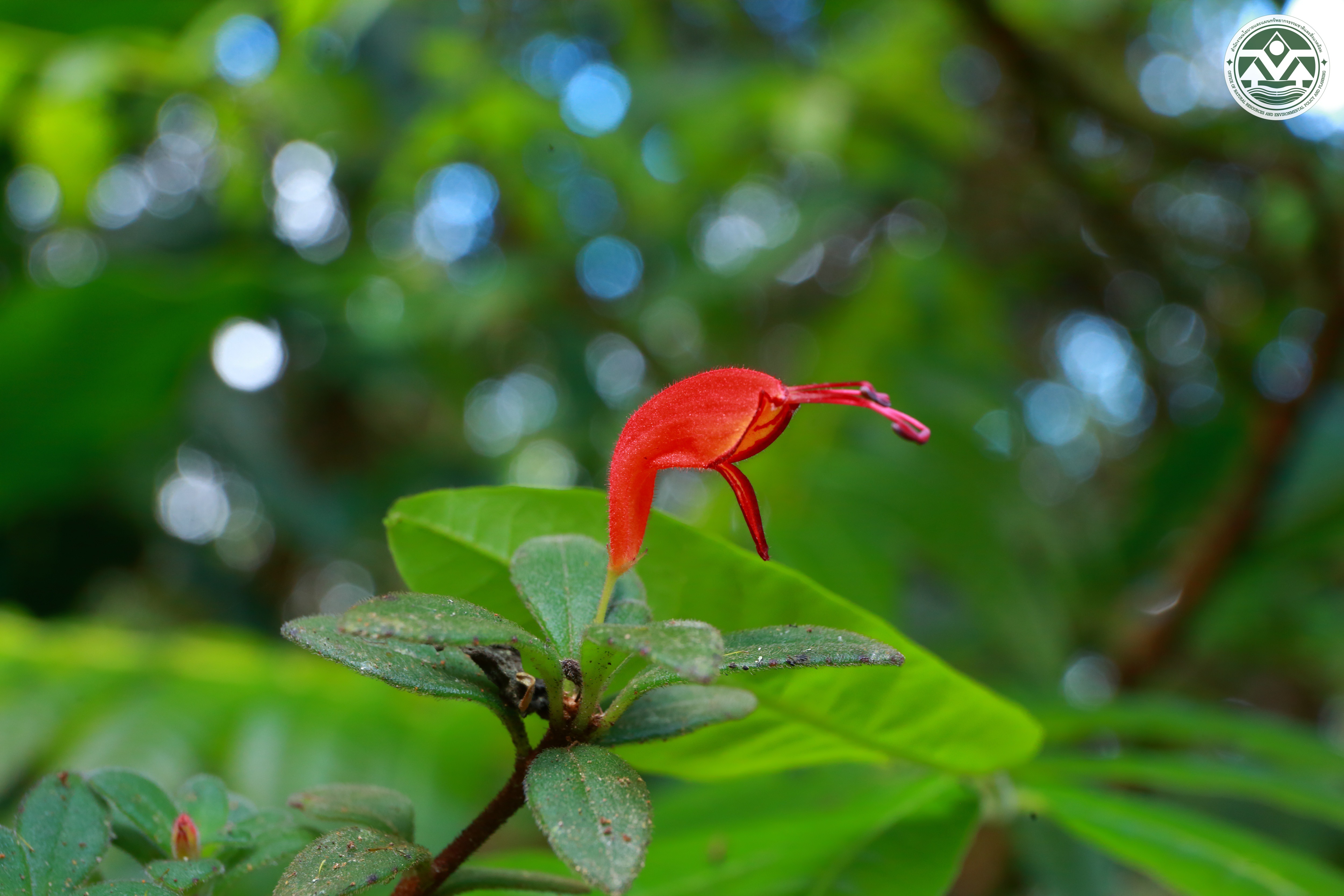 Aeschynanthus fulgens