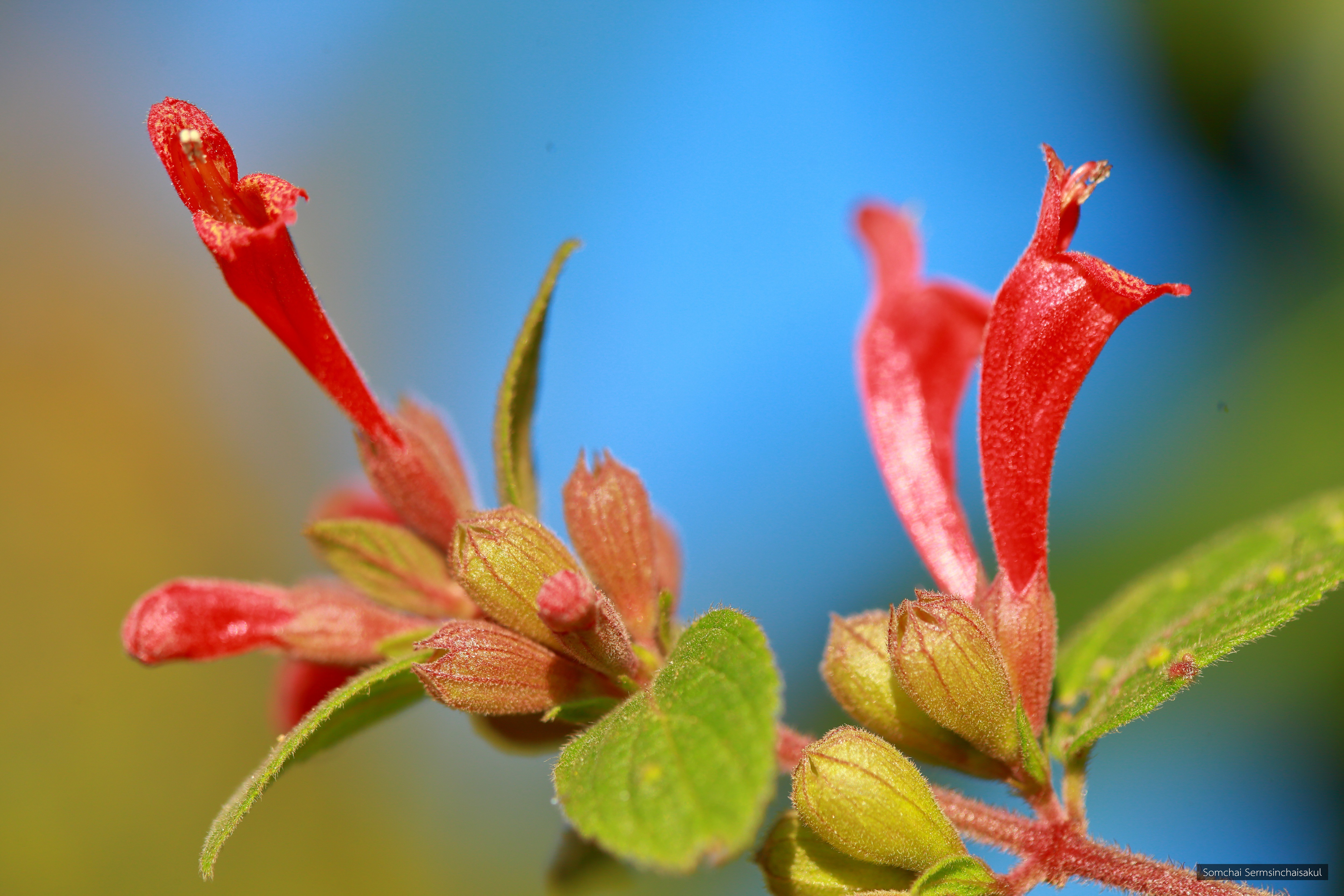 Colquhounia elegans