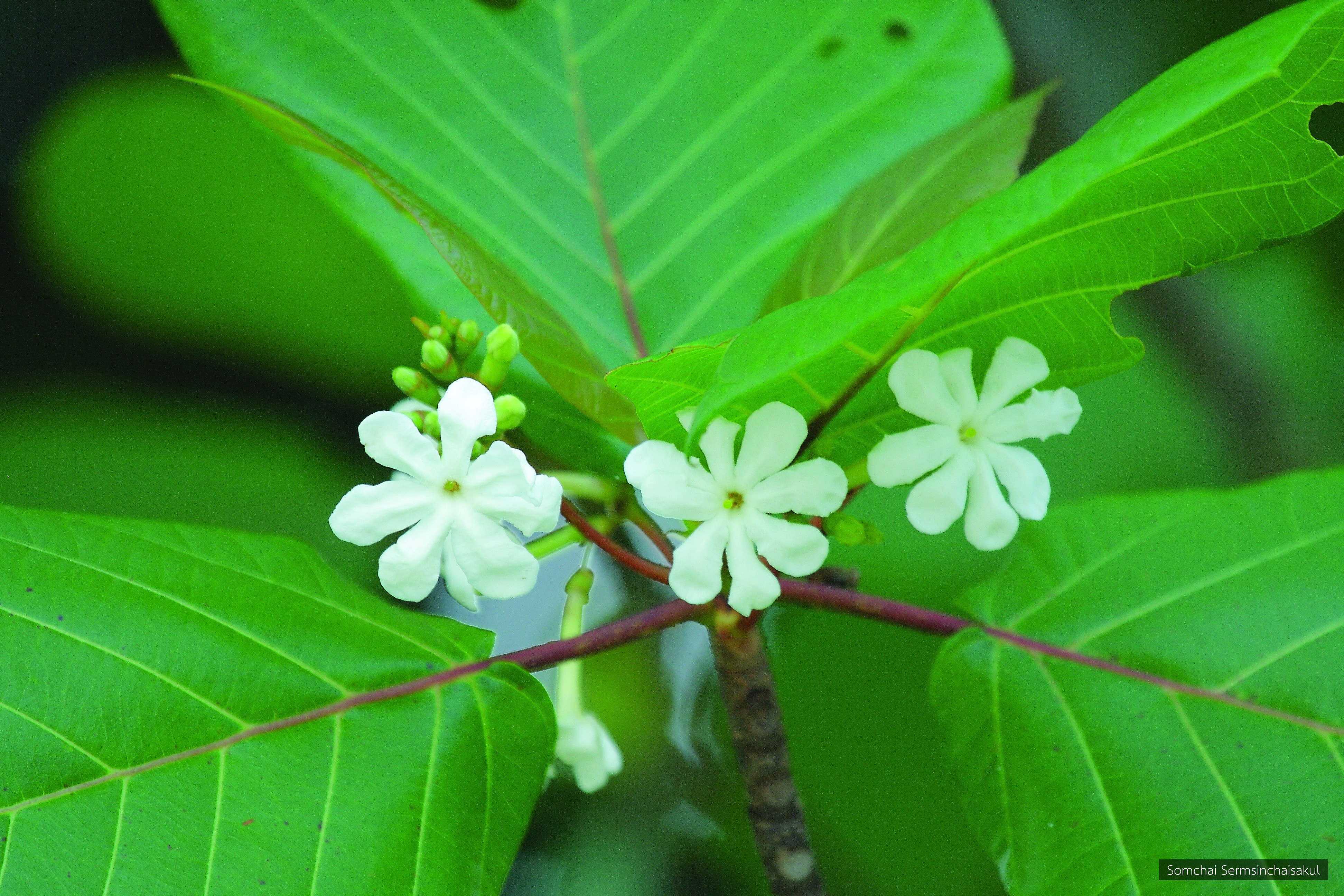 Guettarda speciosa