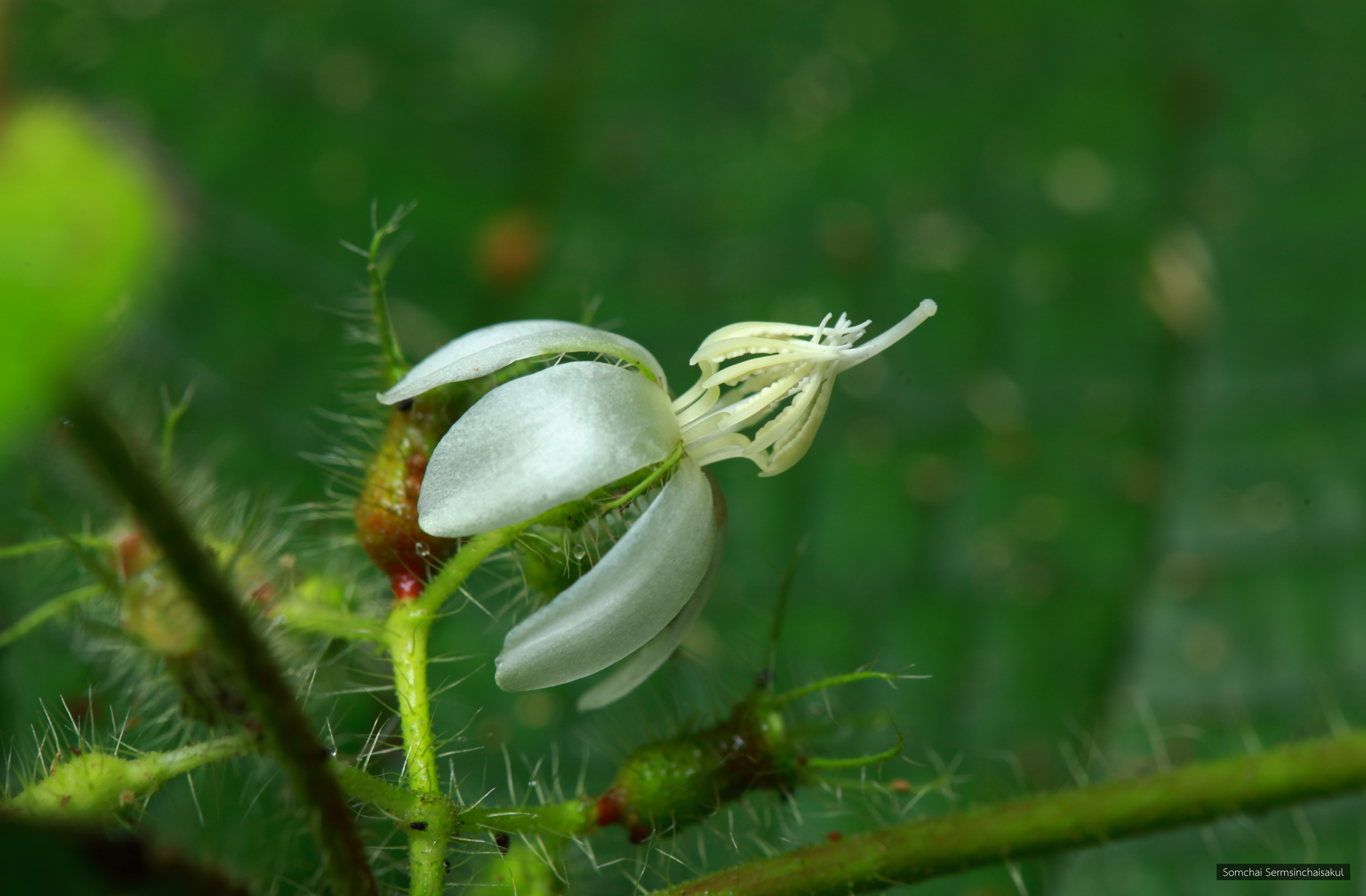 Clidemia hirta