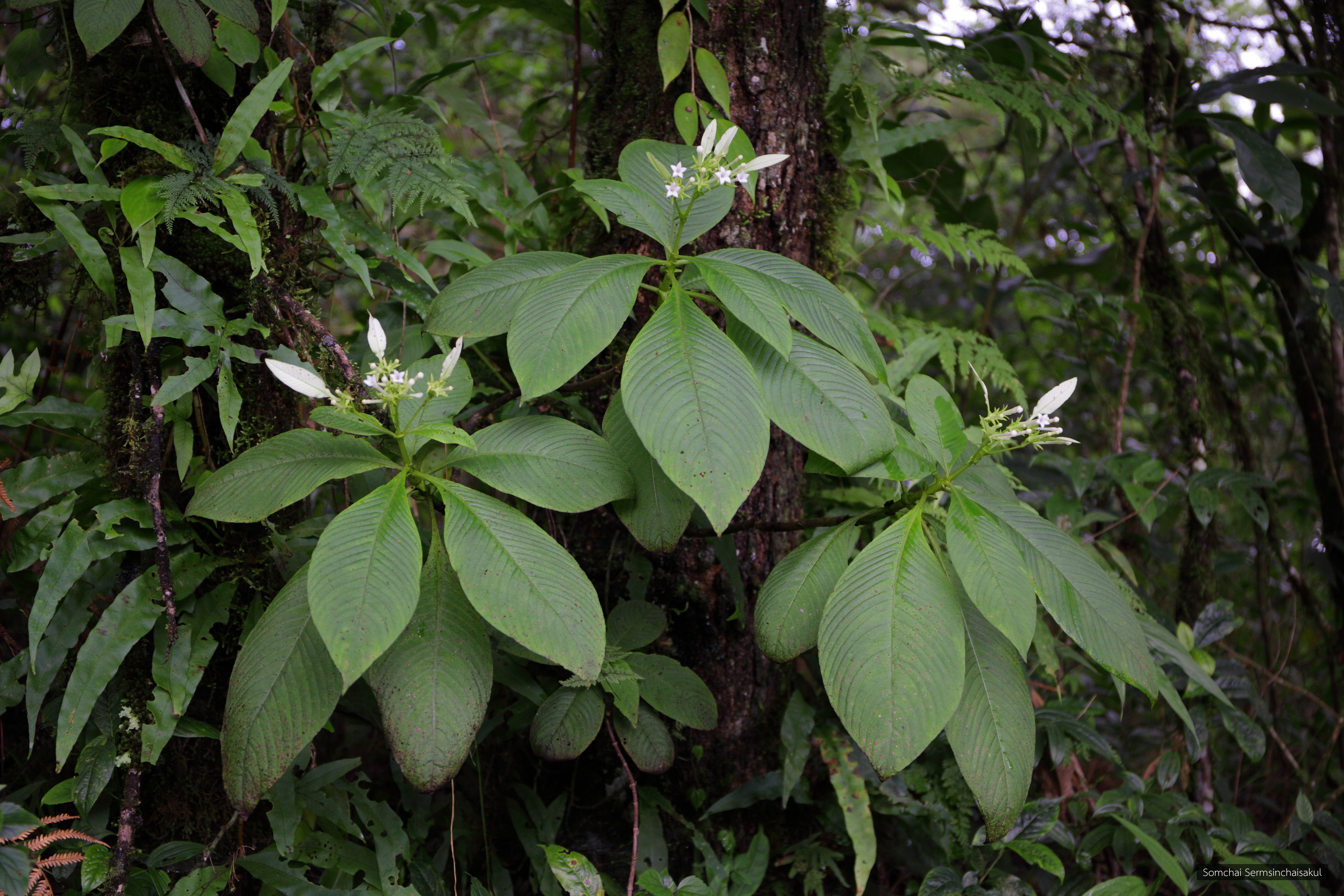 Neohymenopogon parasiticus