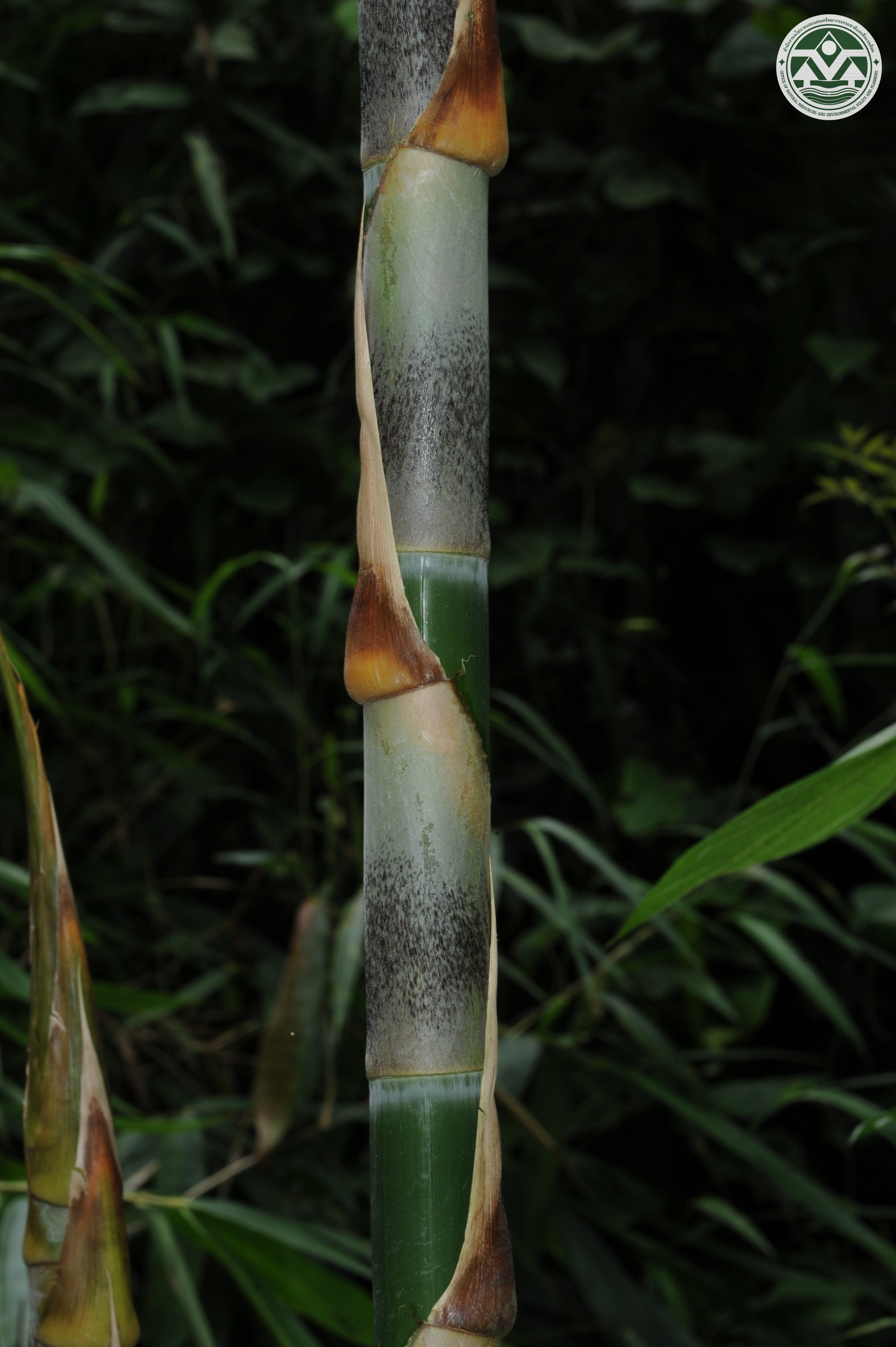 Pseudostachyum polymorphum