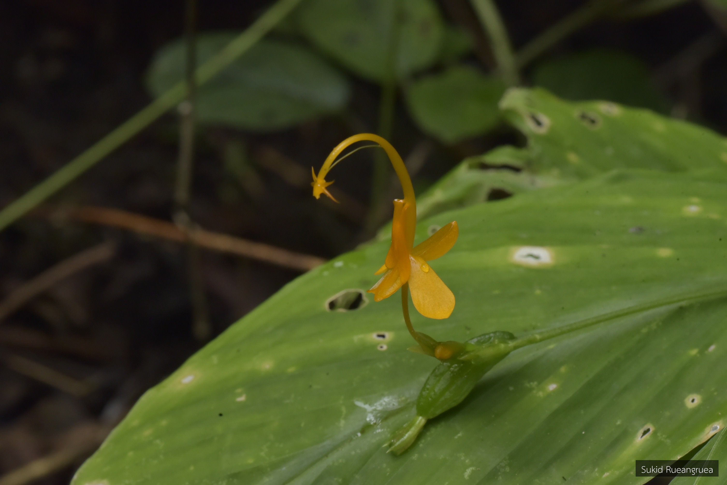 Globba lithophila