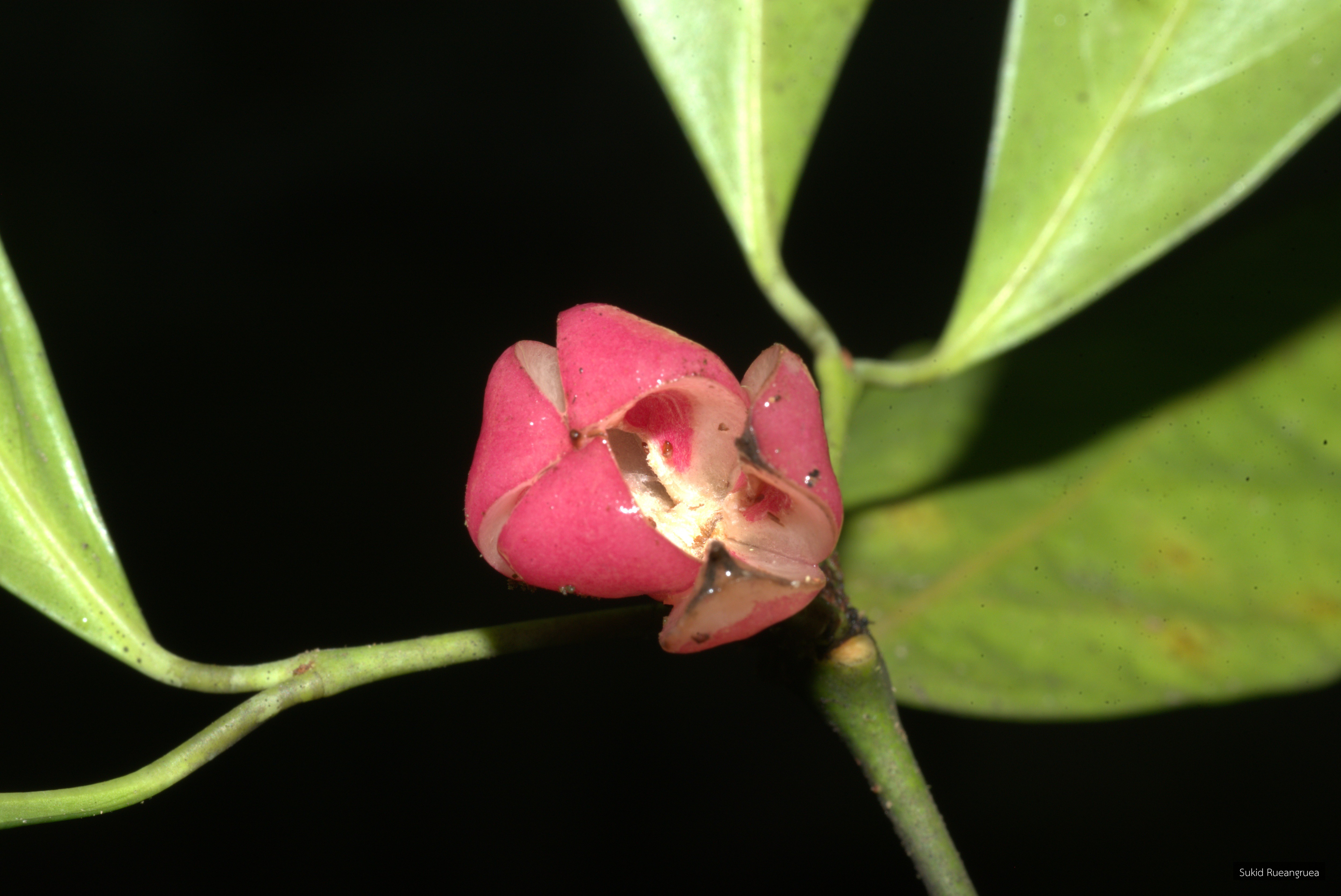 Euonymus glaber