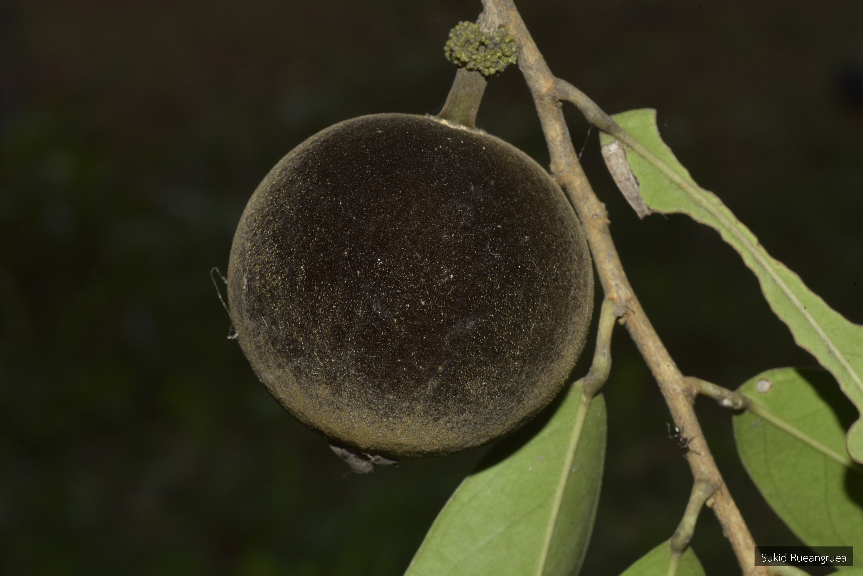 Hydnocarpus ilicifolius