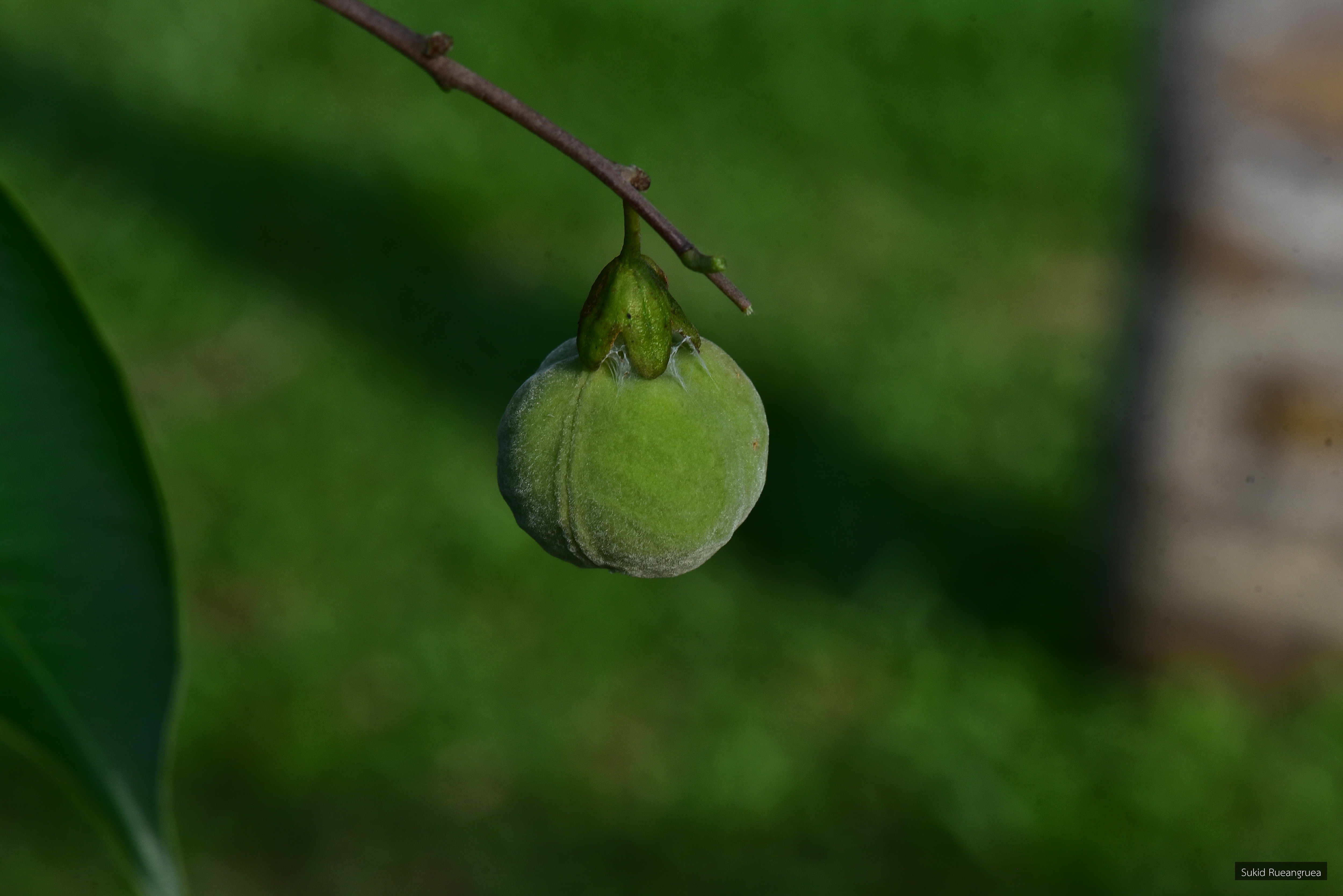 Aquilaria malaccensis
