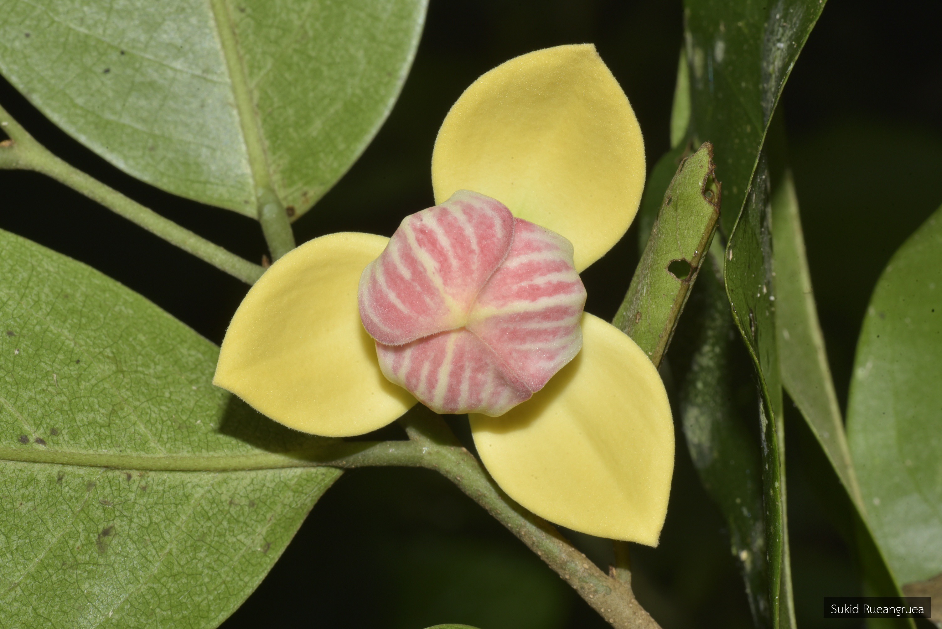 Mitrephora keithii