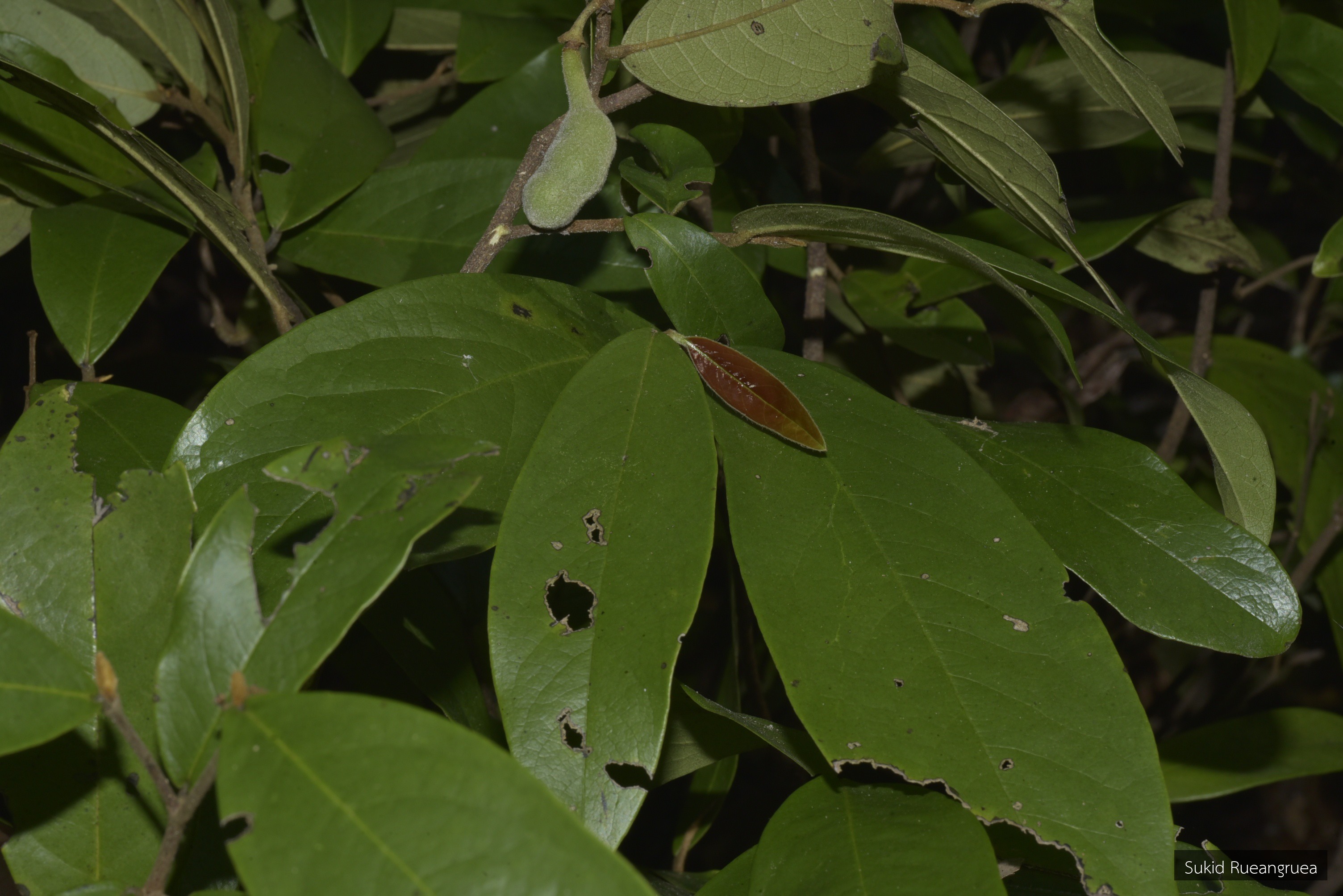 Morinda tomentosa
