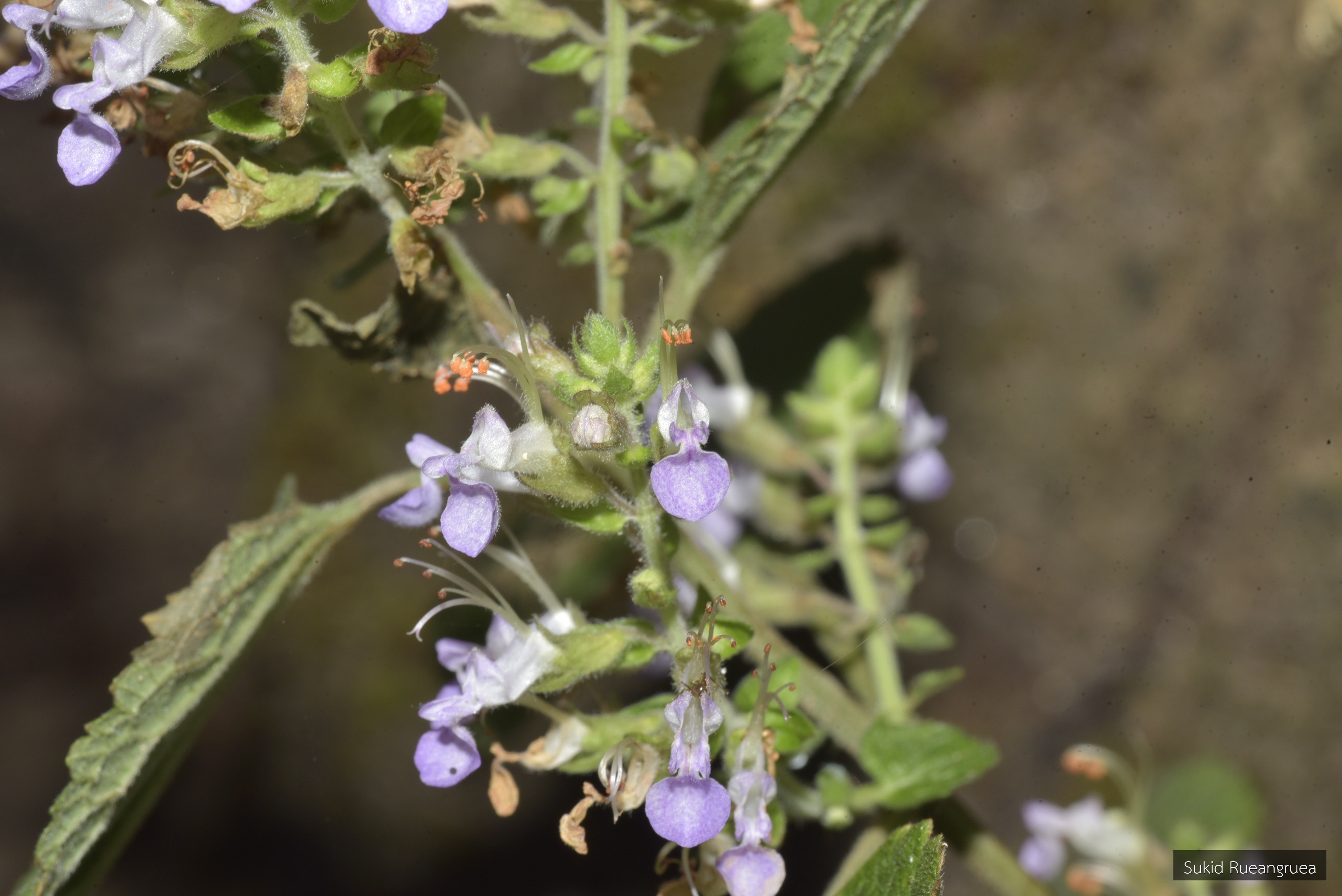 Ocimum tenuiflorum