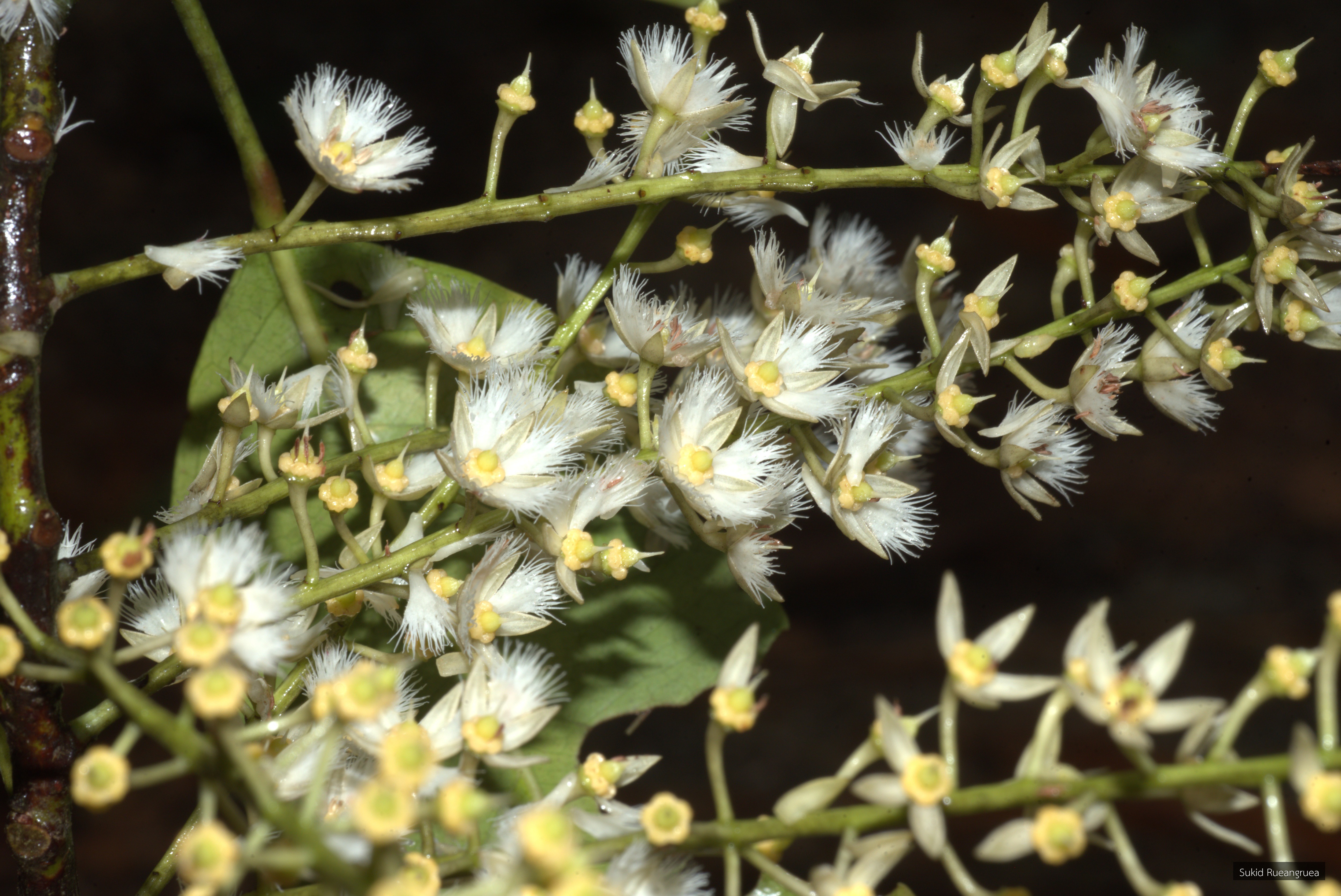 Elaeocarpus floribundus