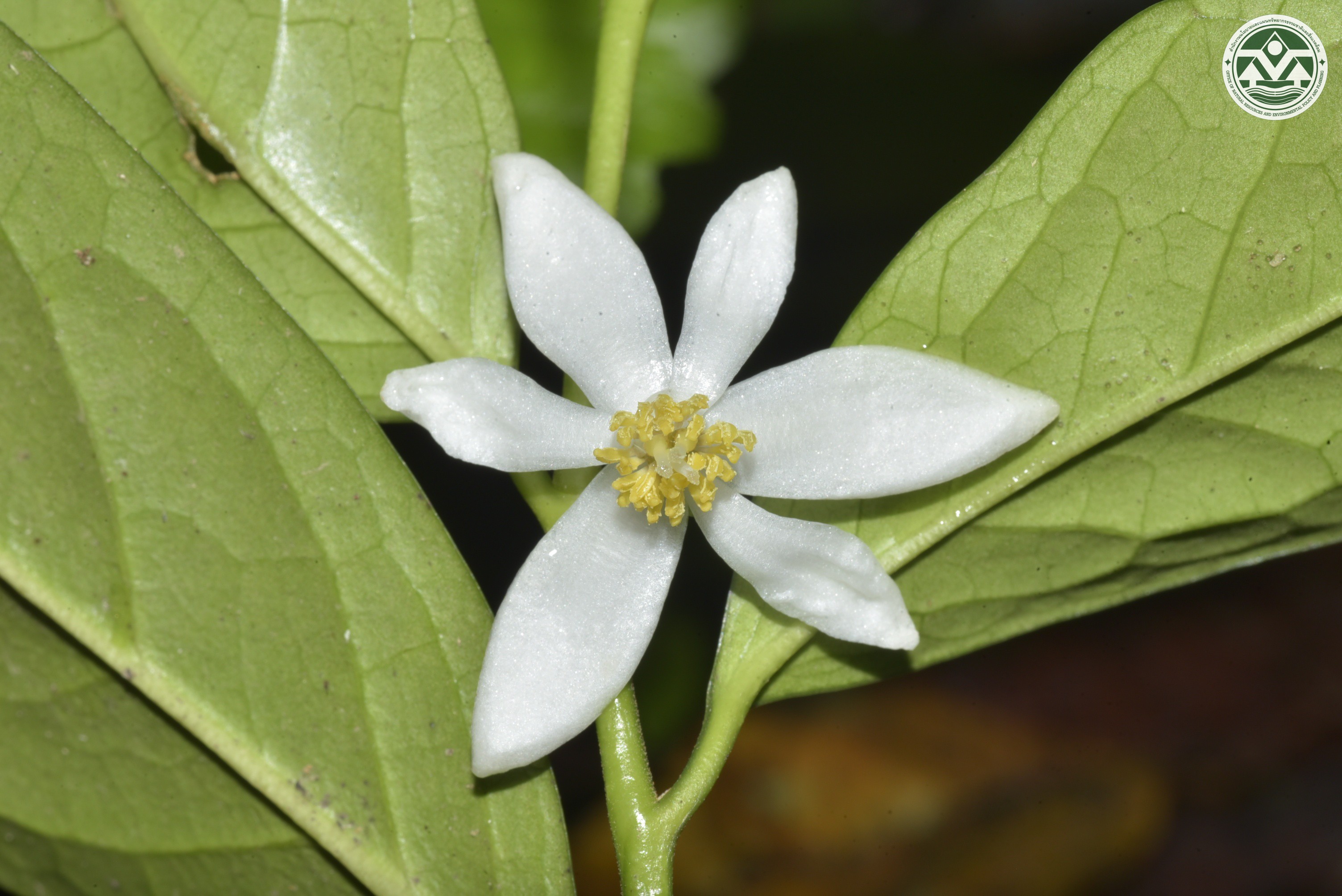 Anaxagorea luzonensis