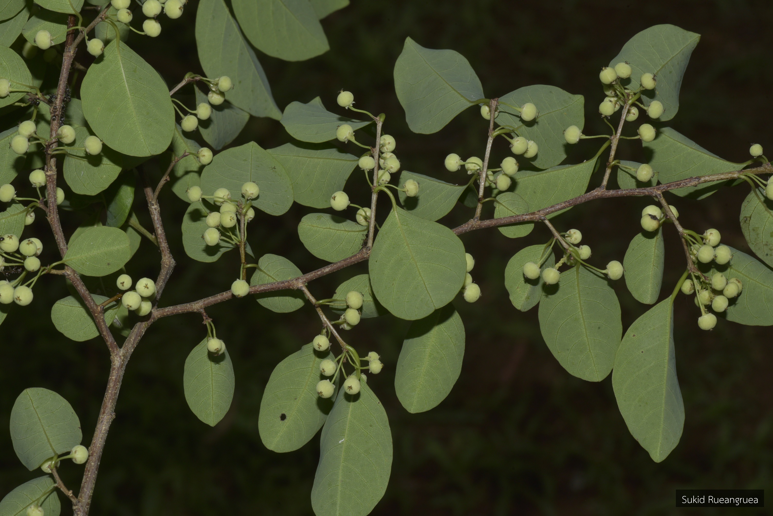 Flueggea virosa