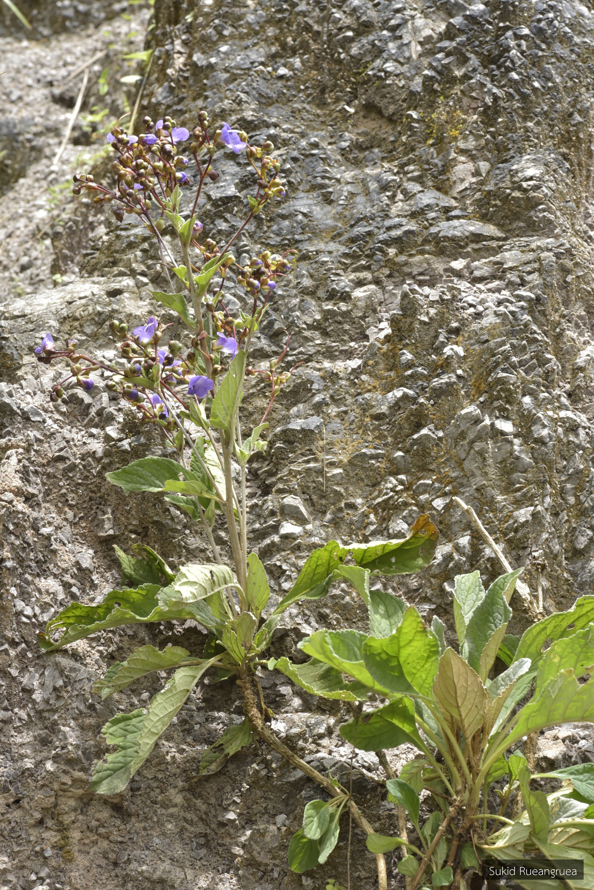 Paraboea glandulifera