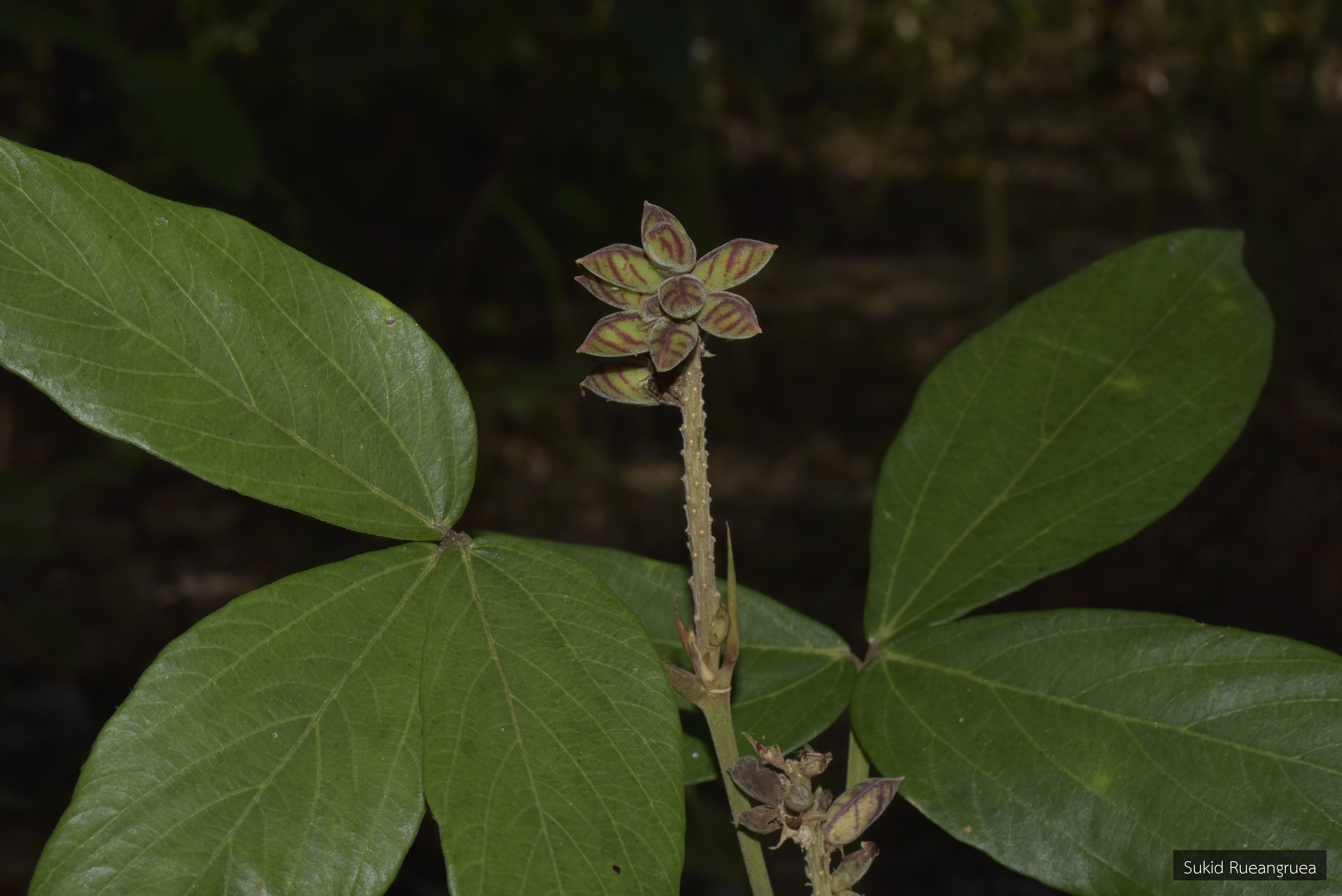Flemingia macrophylla