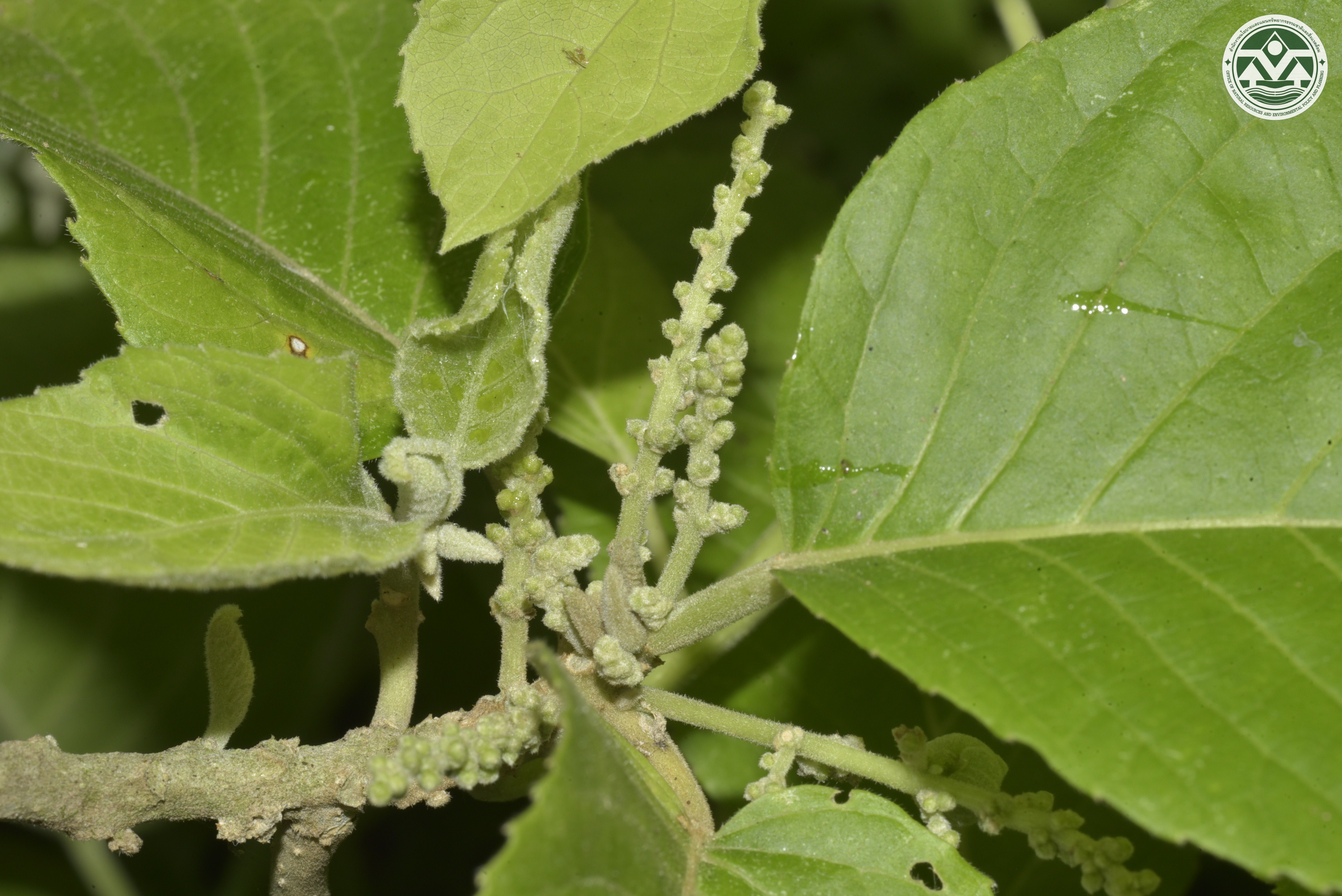 Claoxylon indicum